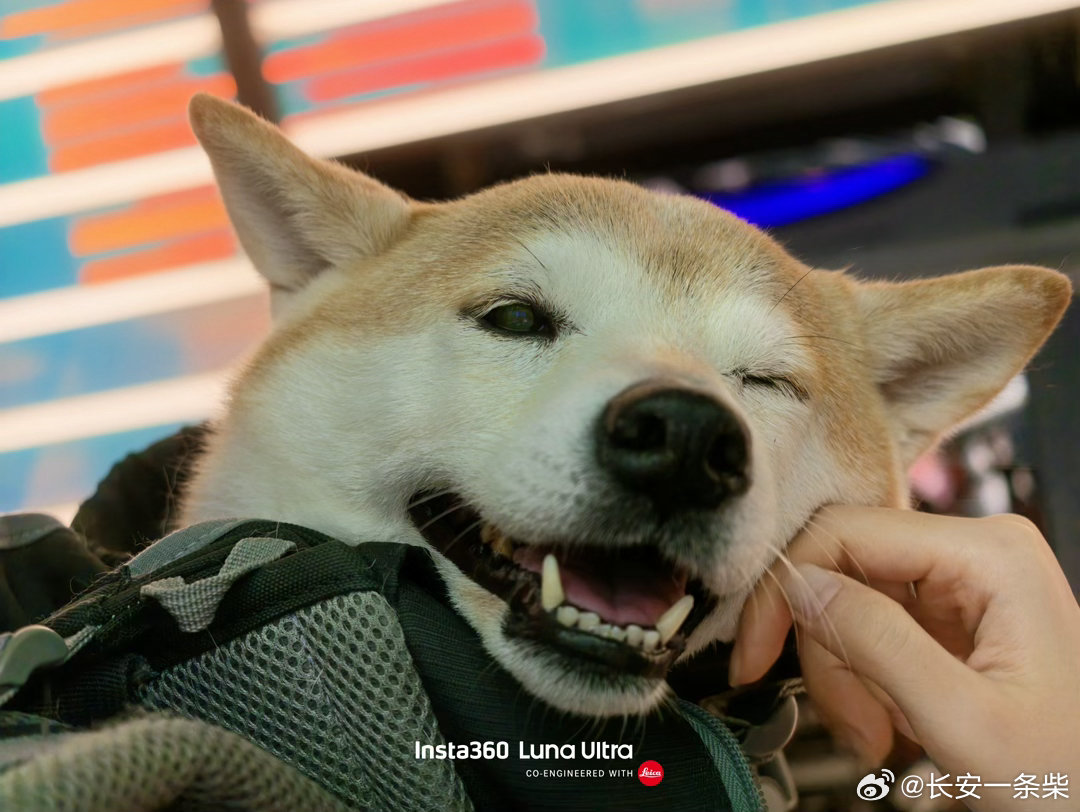 看到山寨茉莉奶白vs航天卫星vs小姐姐老狗你戏太多了！！[doge]  ​​​