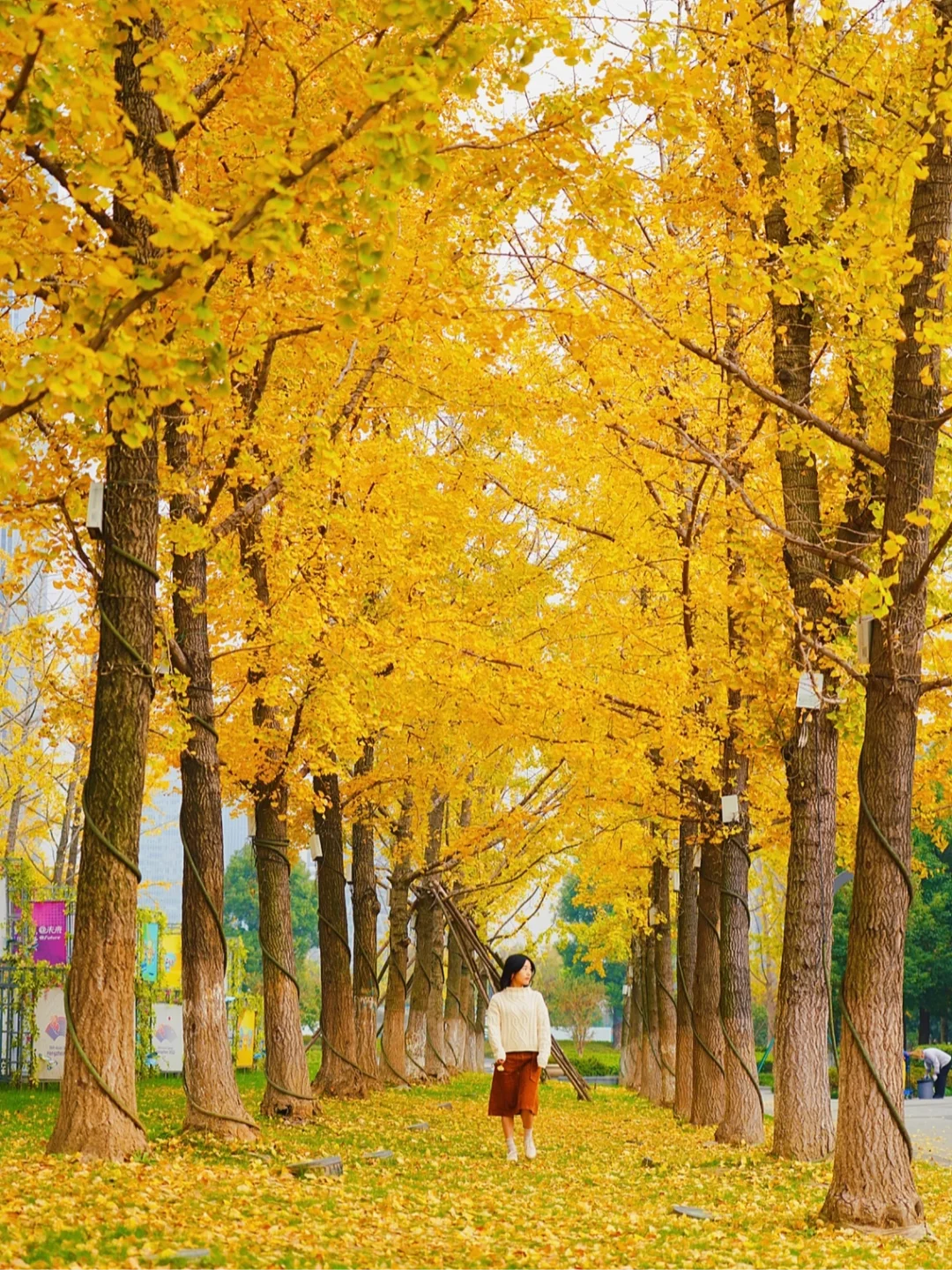 翘首以盼❗️杭州即将美出天际的小众银杏林！