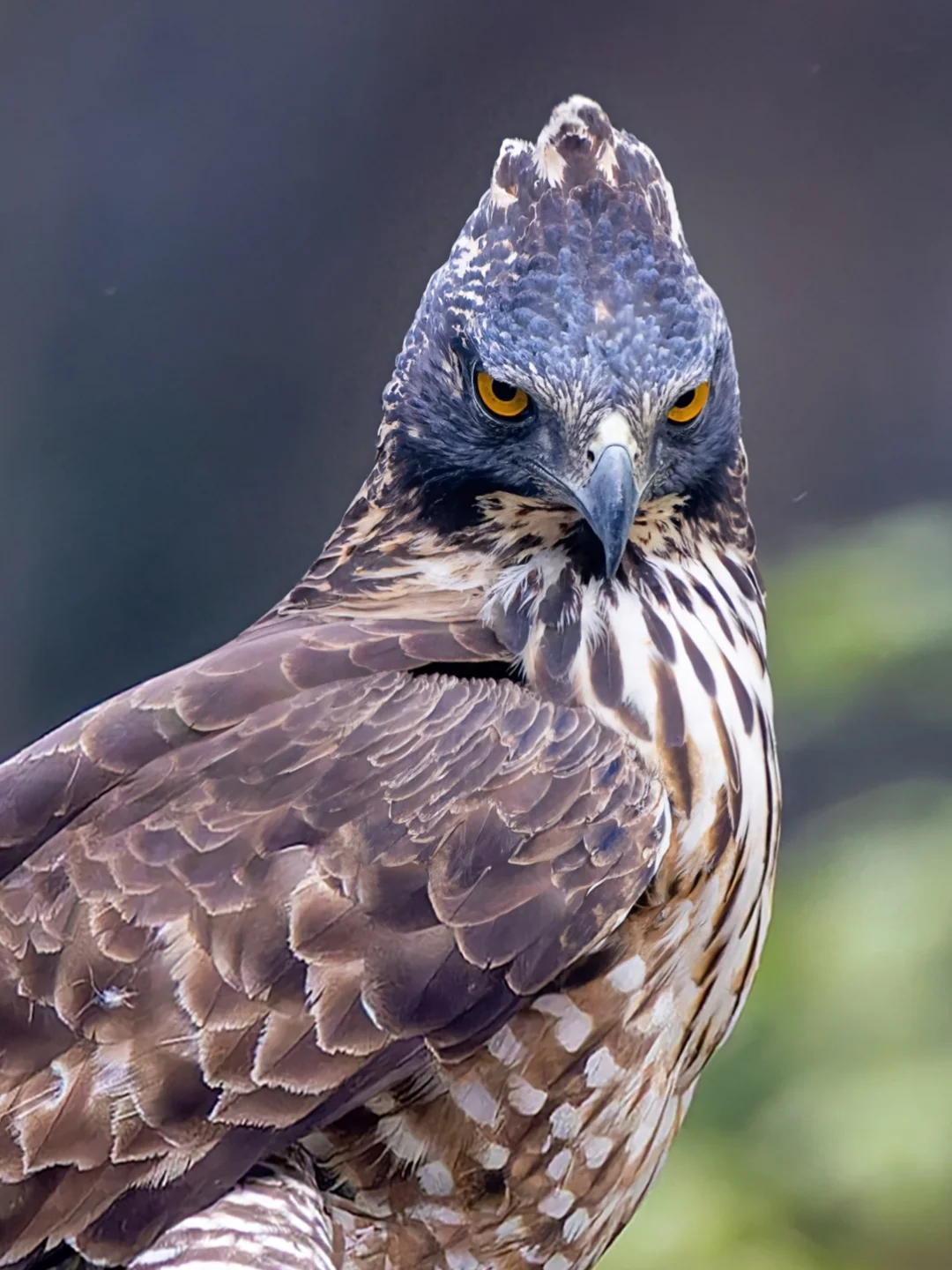 看看来自鹰雕的压迫感