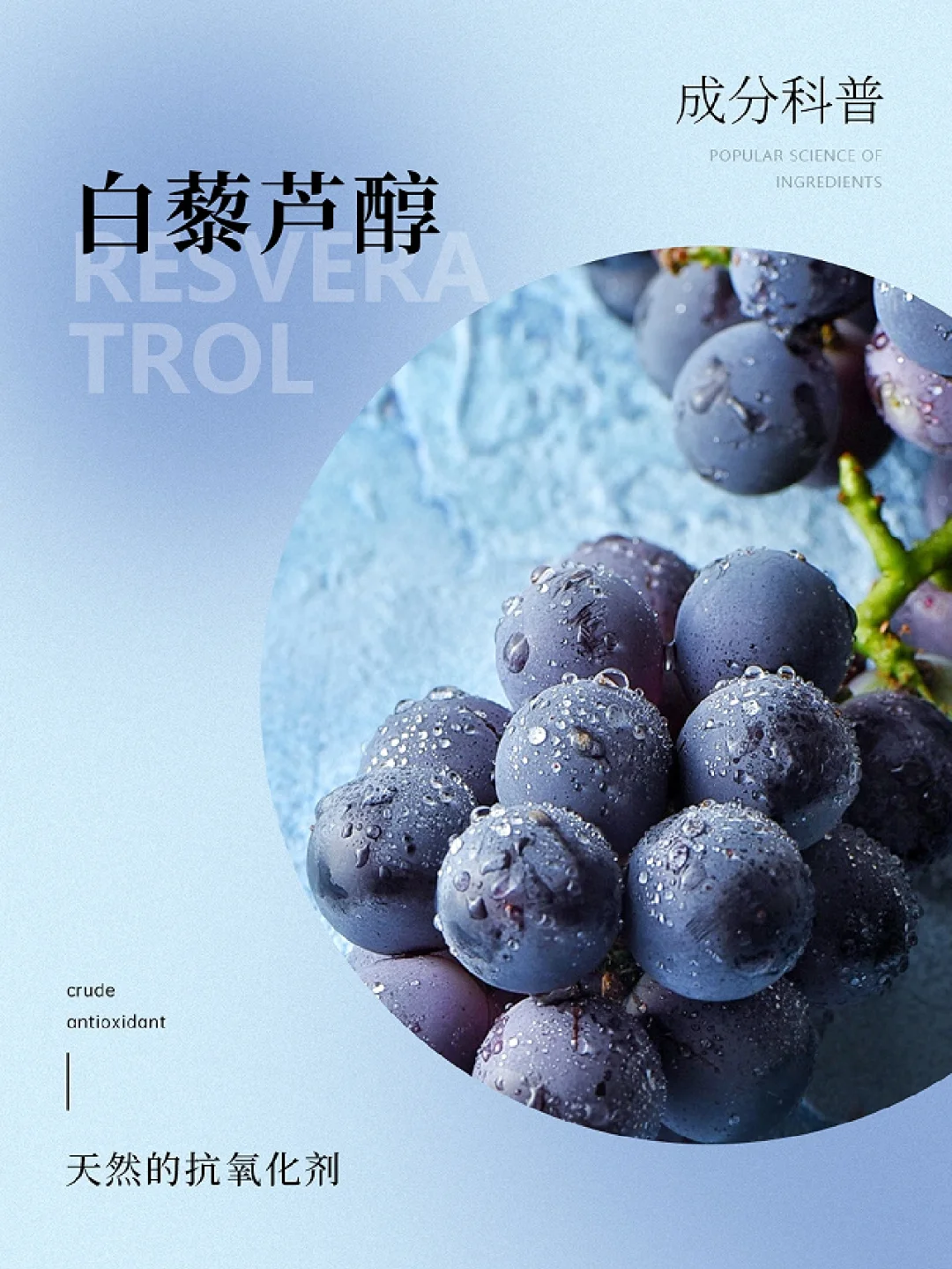 成分科普|葡萄中天然抗氧化剂——白藜芦醇