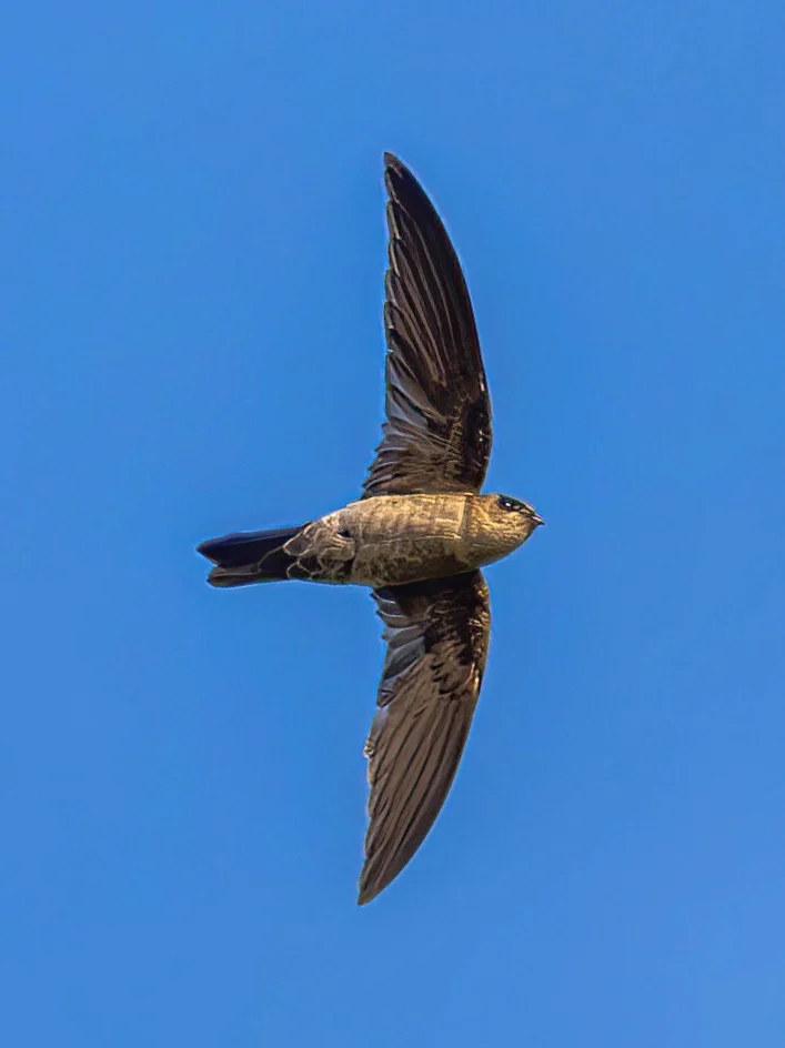 抓拍到一只疾驰的爪哇金丝燕