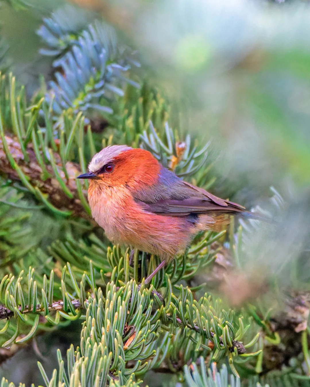 刺绣里走出来的小鸟：凤头雀莺