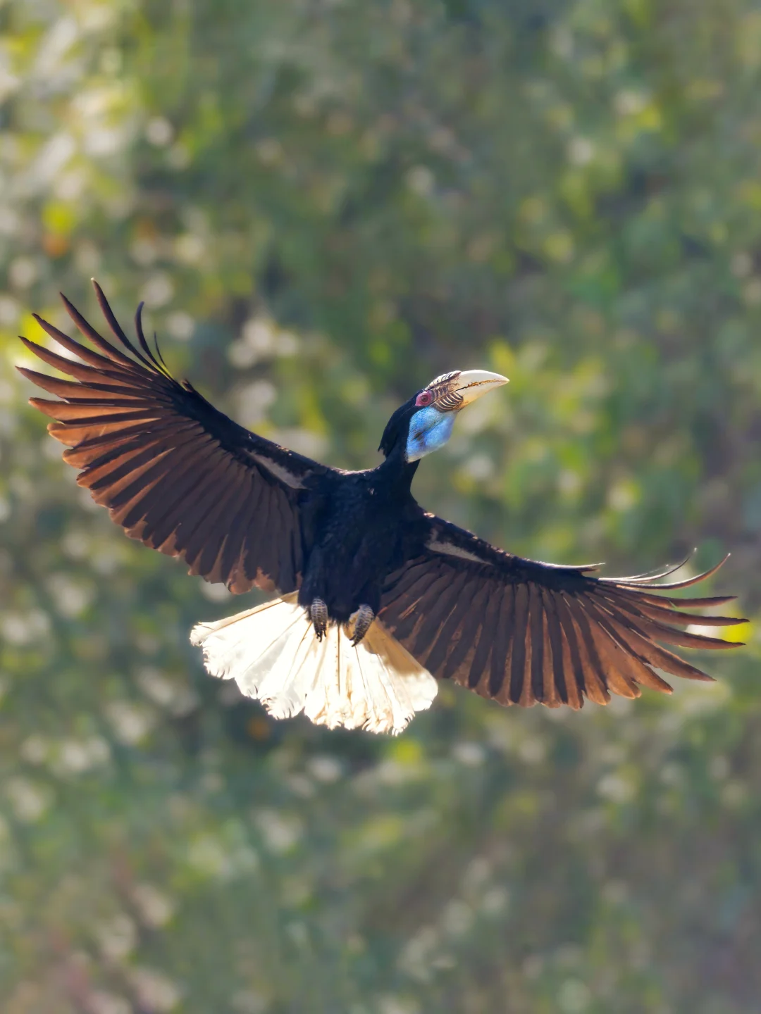 拍到了花冠皱盔犀鸟的华丽归巢