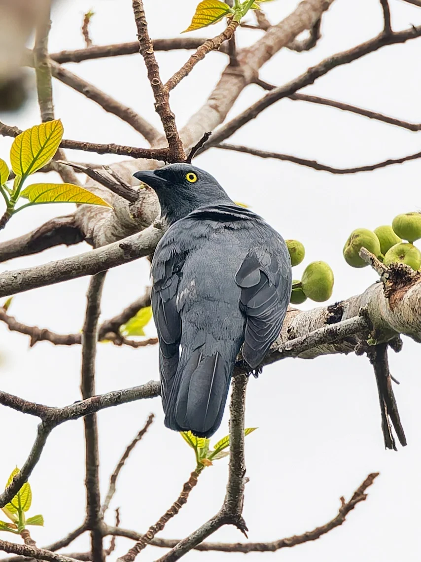 黄眼鹃鵙(jú)的眼睛像灯💡