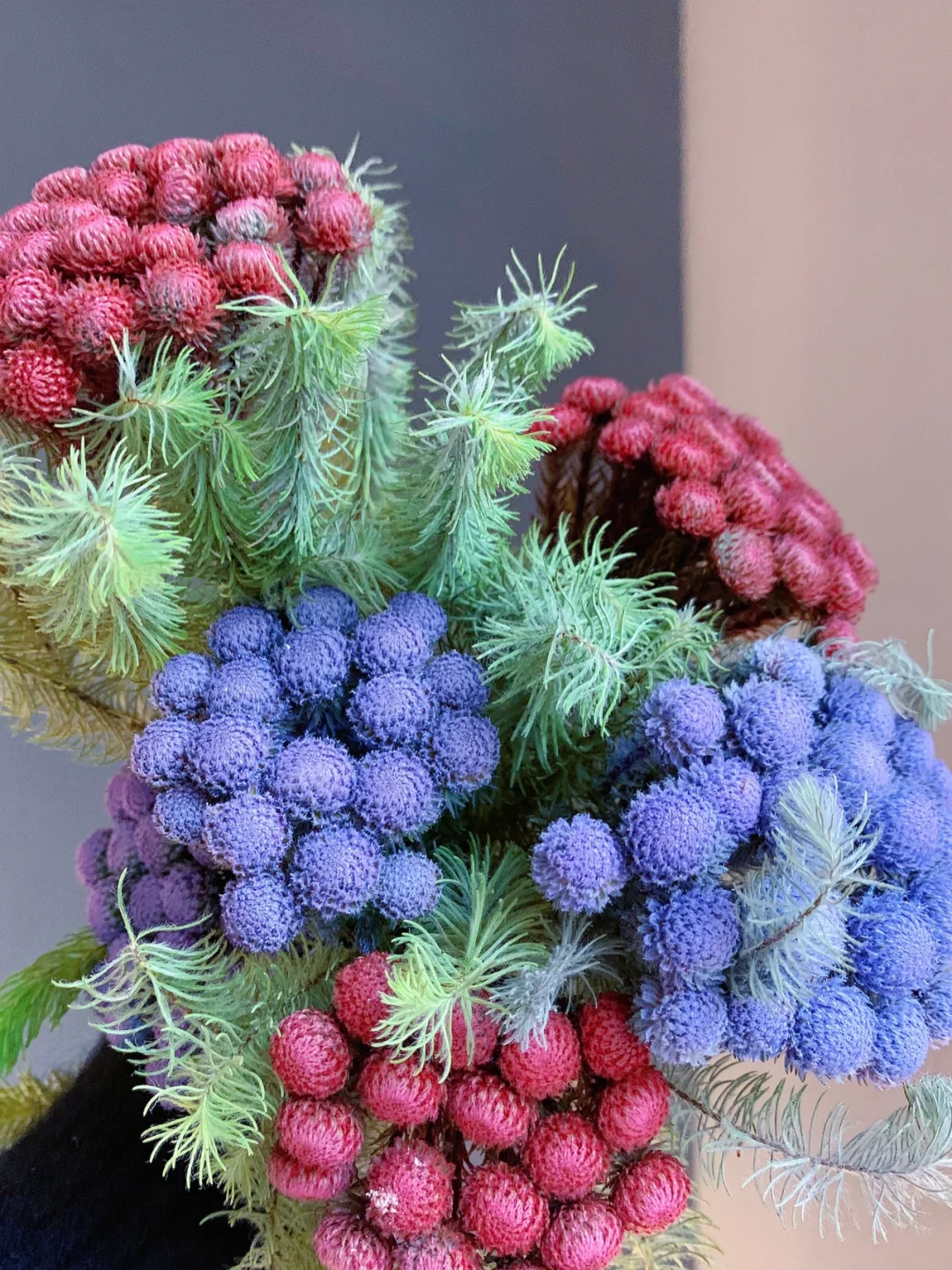 带你每天认识一种鲜花22｜珊瑚果