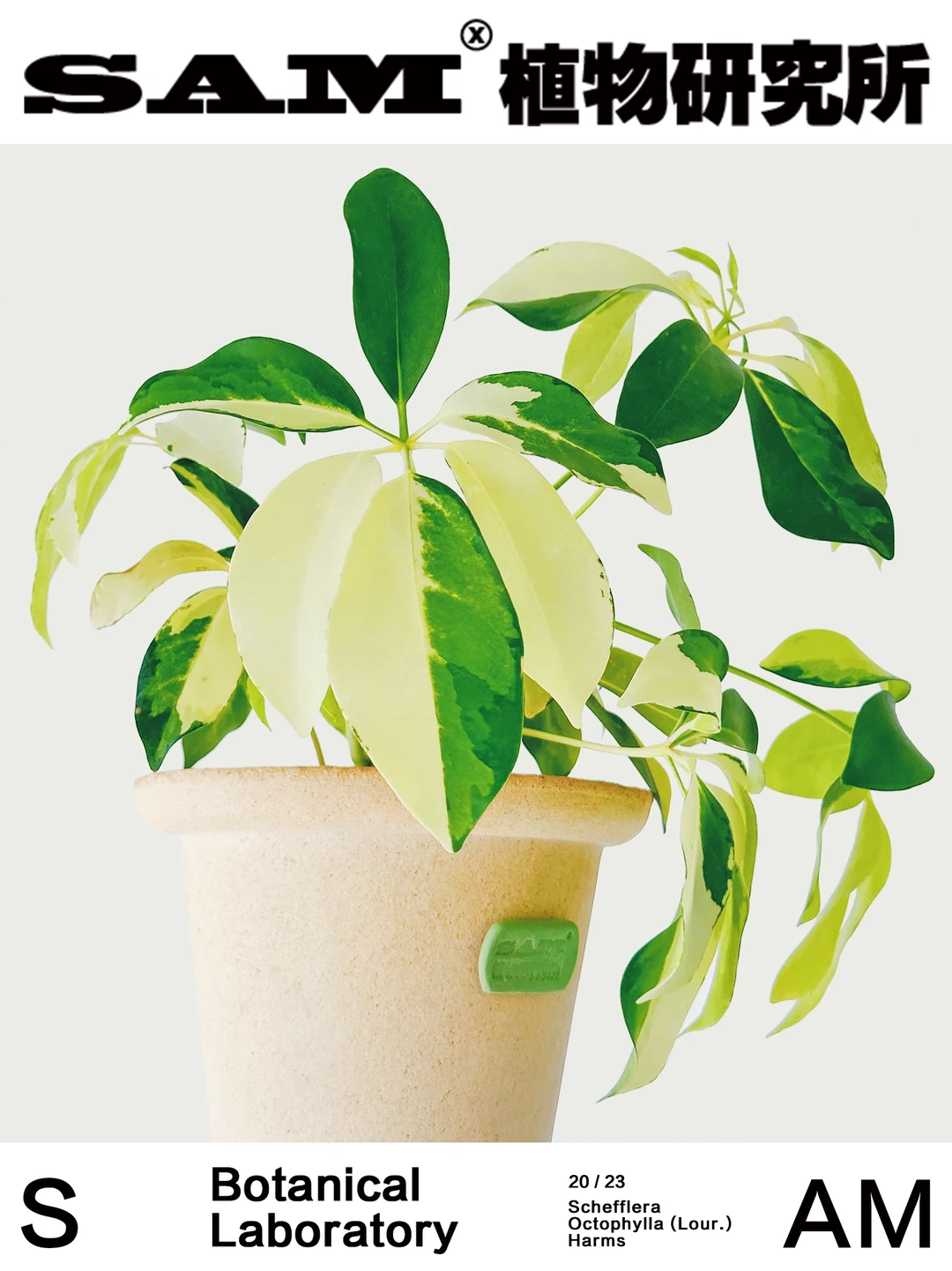 花叶鸭掌木｜Schefflera Actinopylla.