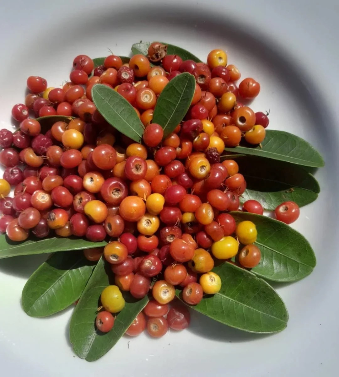 稀有浆果 Byrsonima ligustrifolia