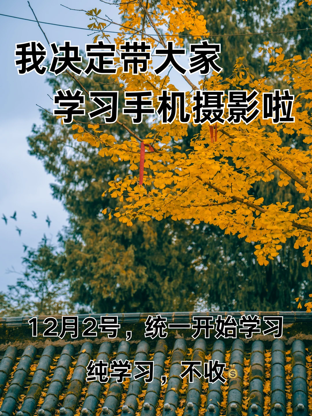 我决定带大家学习手机摄影啦！！