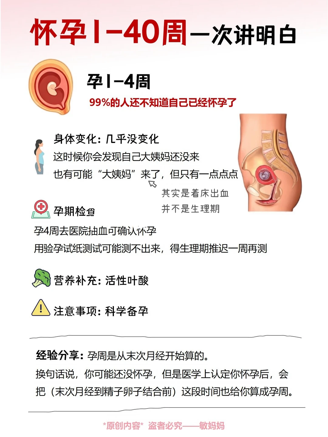 怀孕1-40周｜胎儿+孕妇‼️每周有什么变化