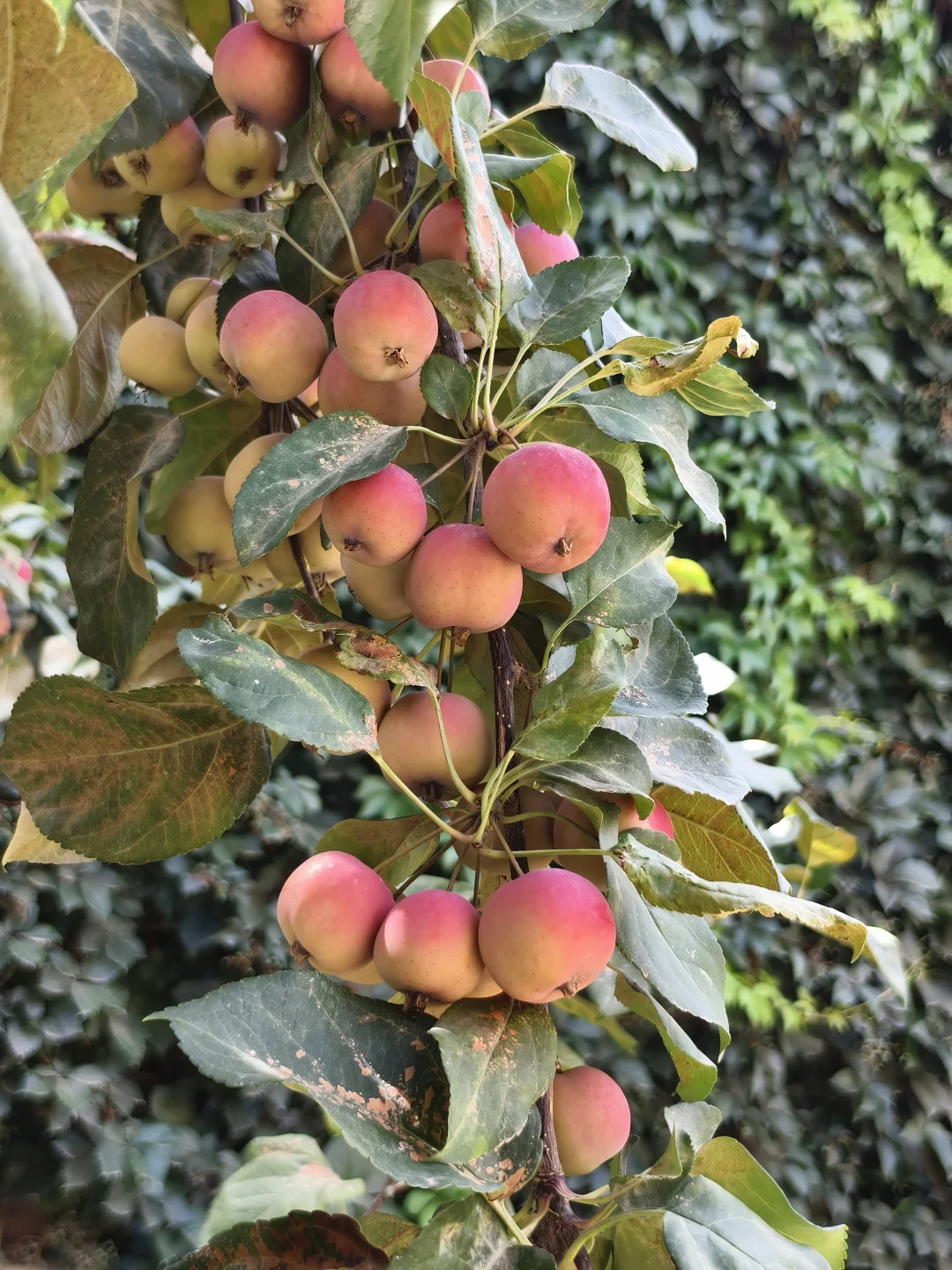春花秋实/海棠果