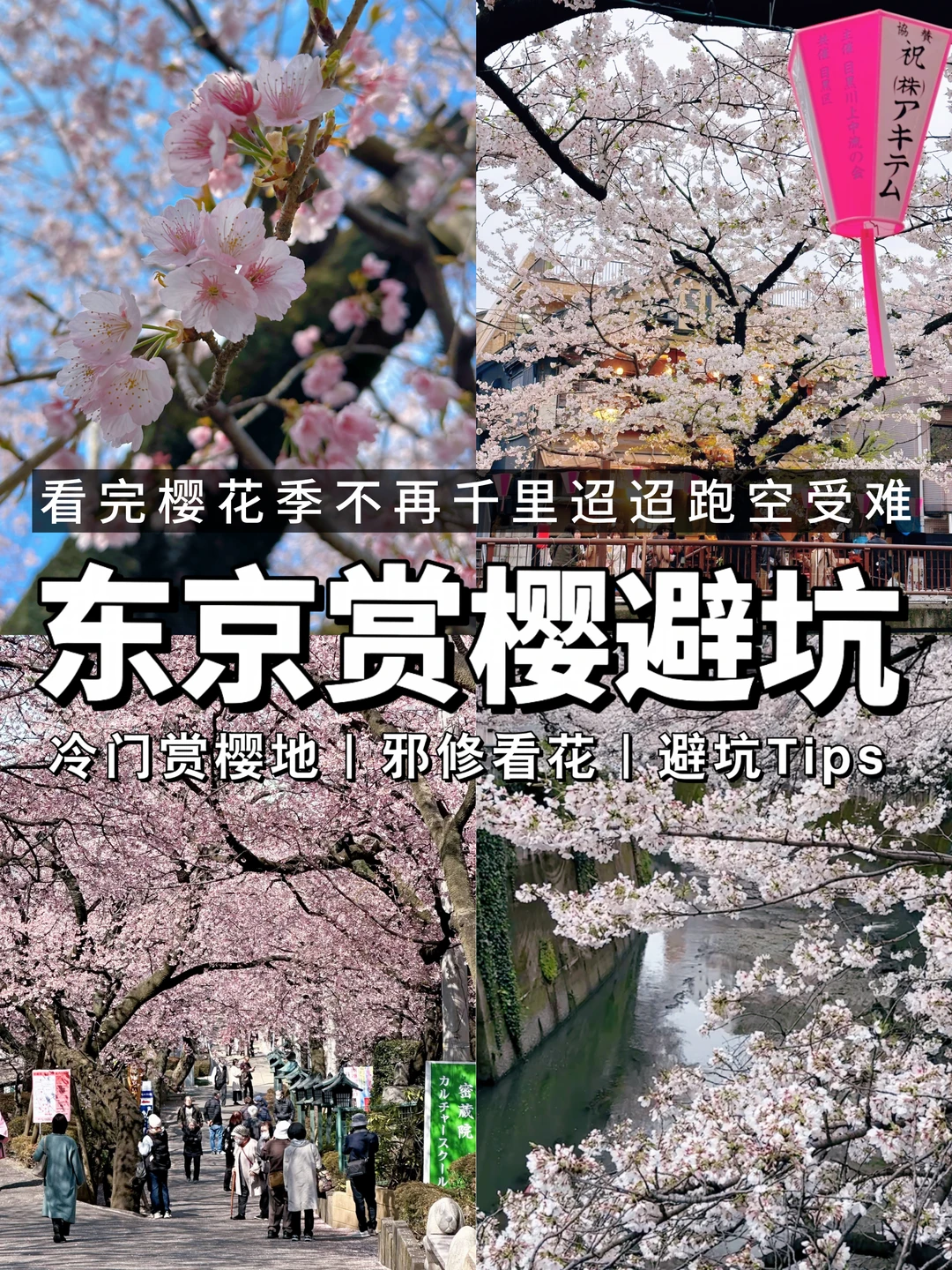拒当樱花难民！26日本赏樱避雷看这篇你够🌸