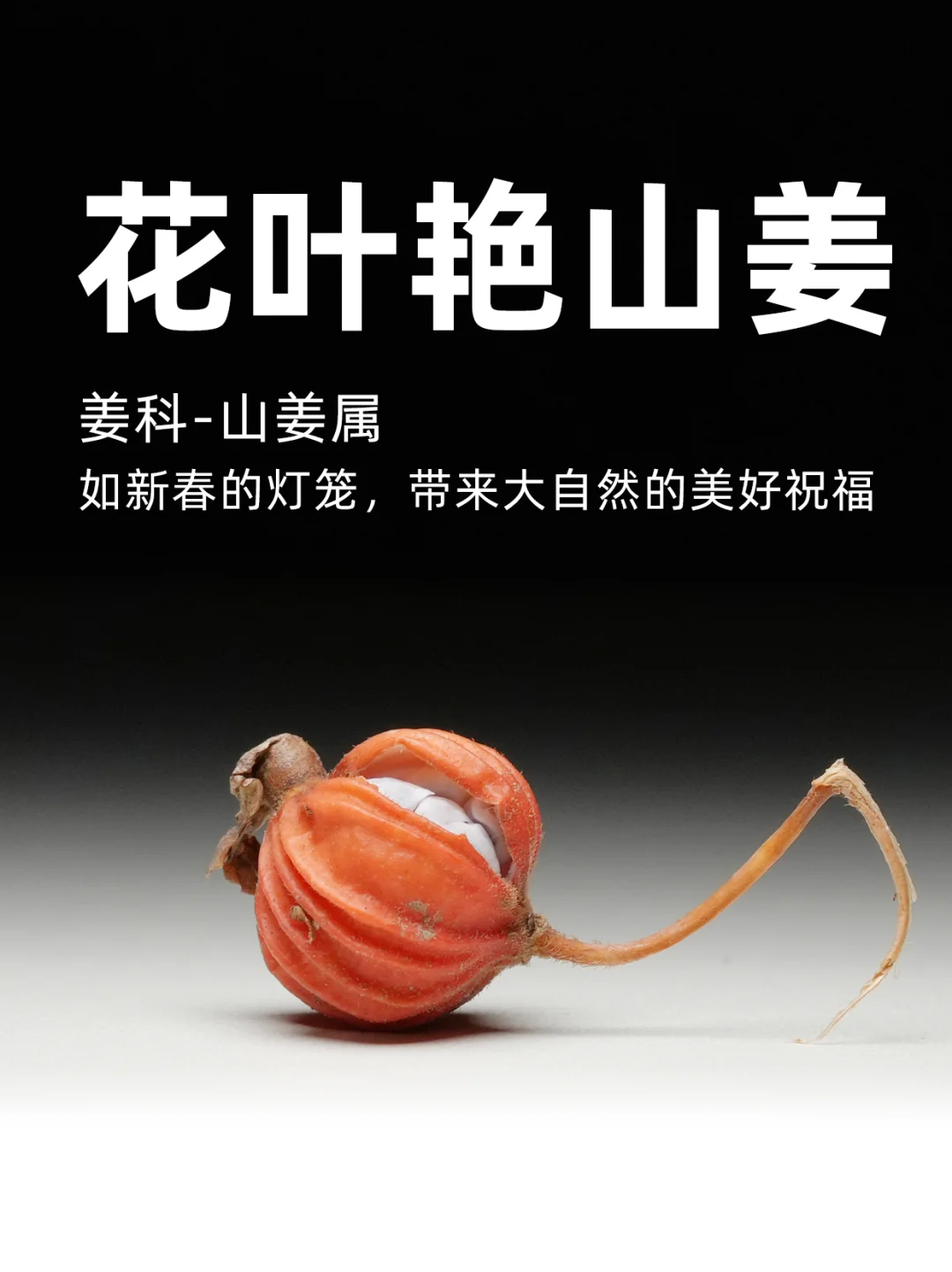 花叶艳山姜，如新春灯笼，带来大自然的祝福