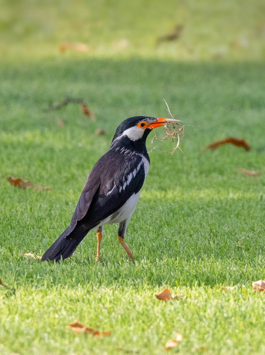 辛苦筑巢的斑椋鸟，还挺漂亮的