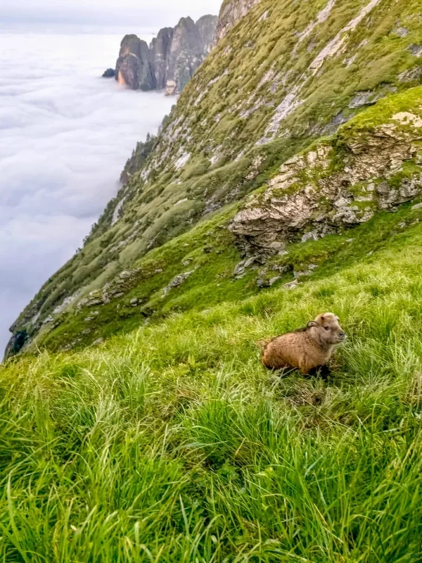 西安秦岭！！牢底坐穿牛🐮！！！！