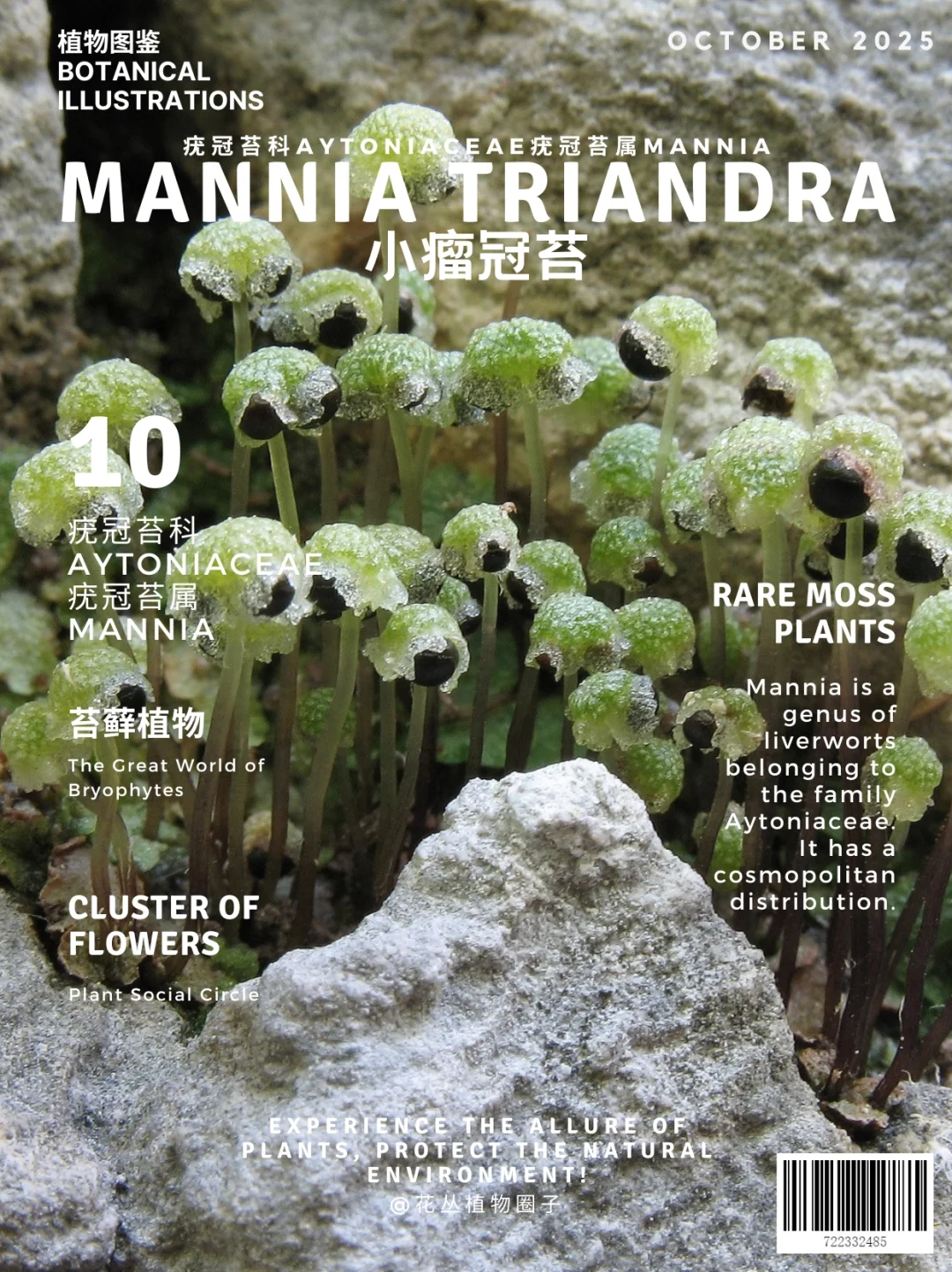 小瘤冠苔Mannia triandra