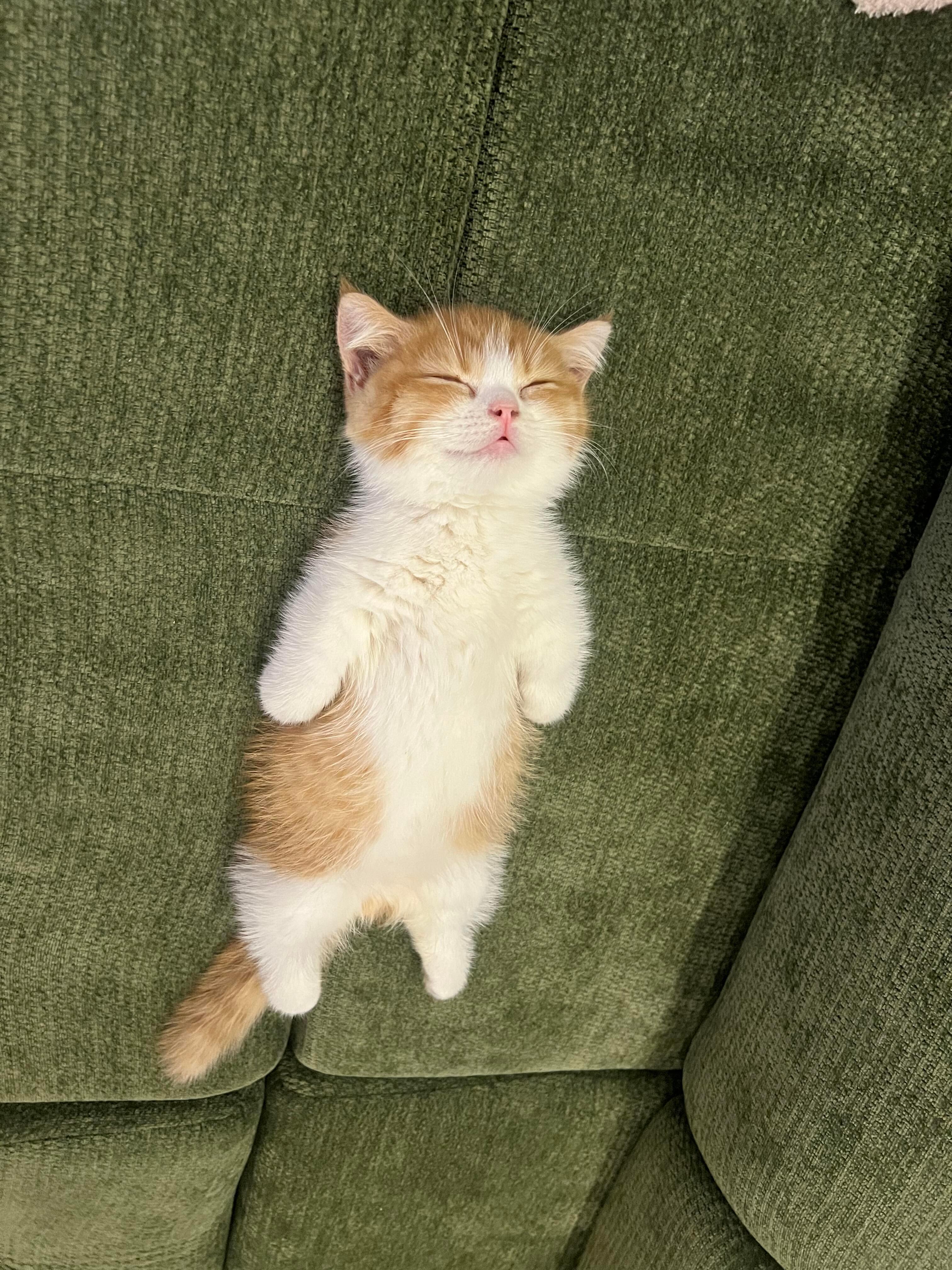 熟睡小猫🥹金秋壁纸大放送