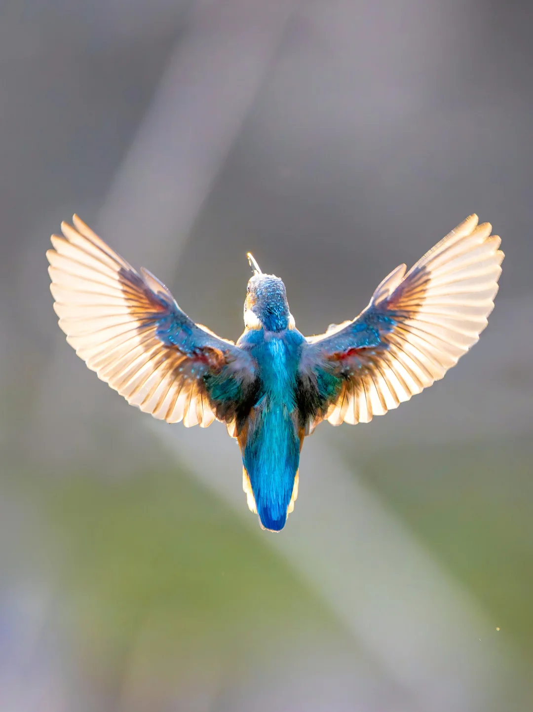 蓝与金：被时光凝滞的羽翼