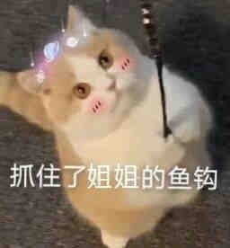 又到存表情包的快乐时间了