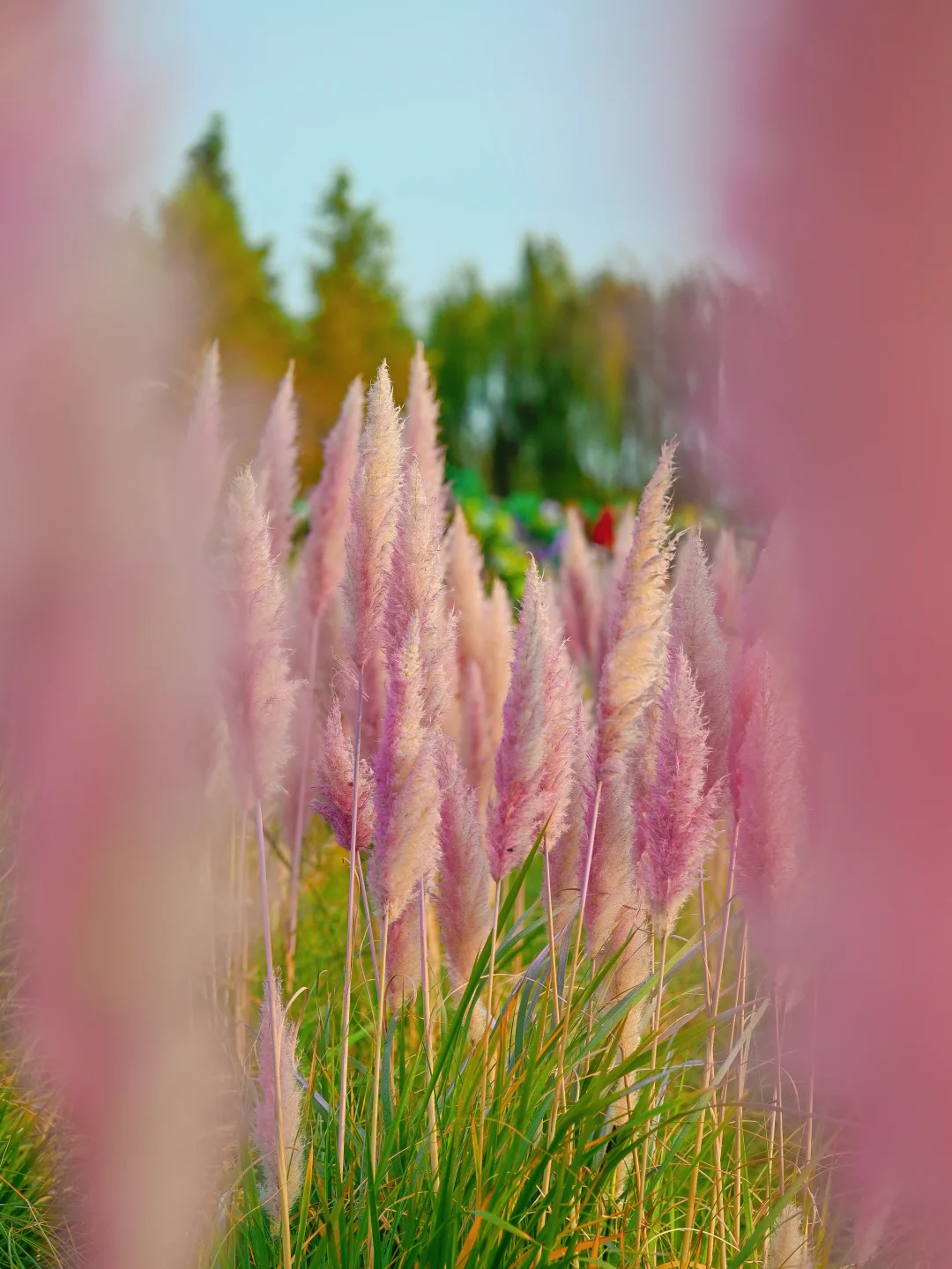 第yi 次见粉粉芦苇荡，真的绝‼️