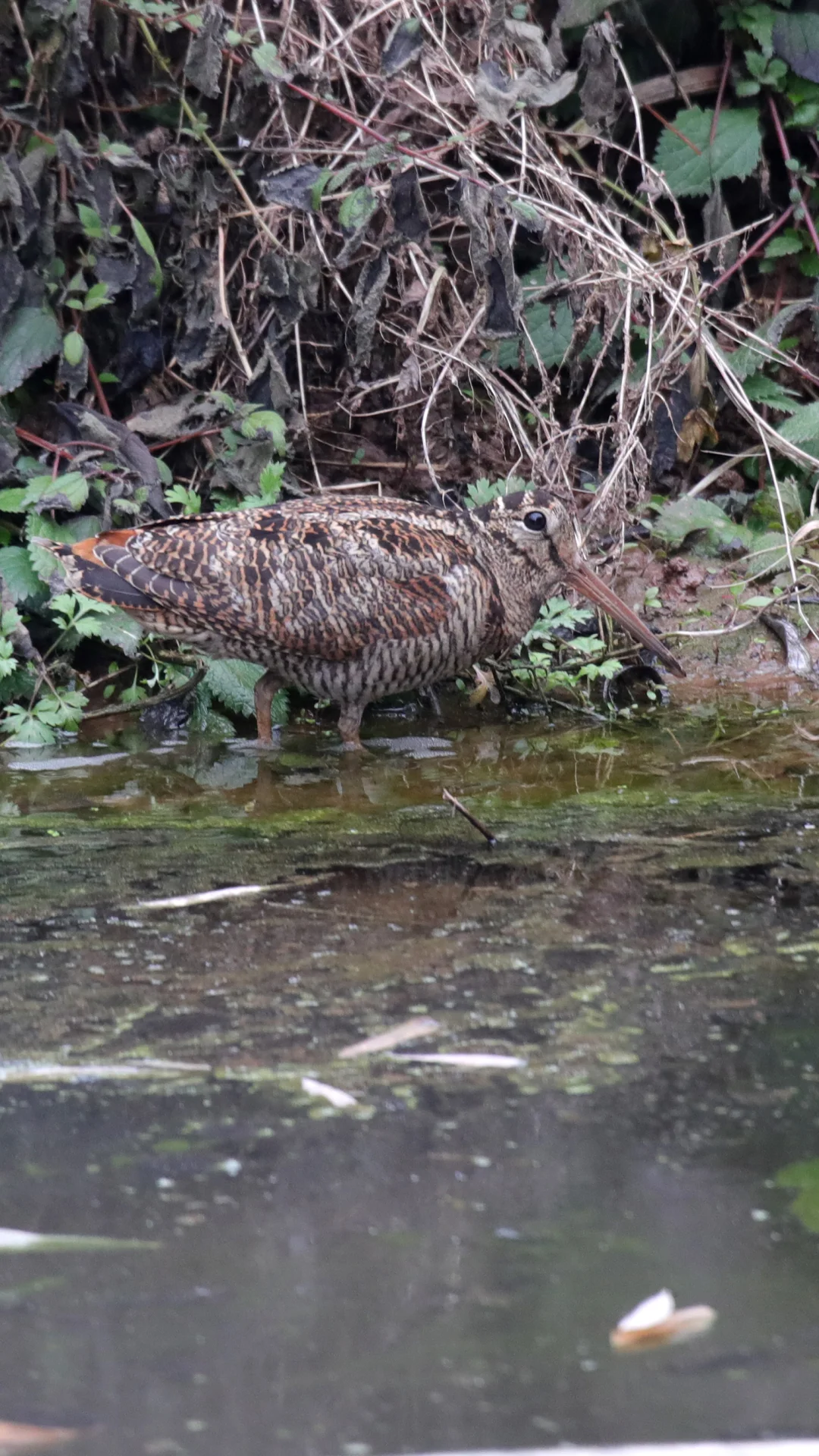 这是什么鸟，小区沟里挺多的。