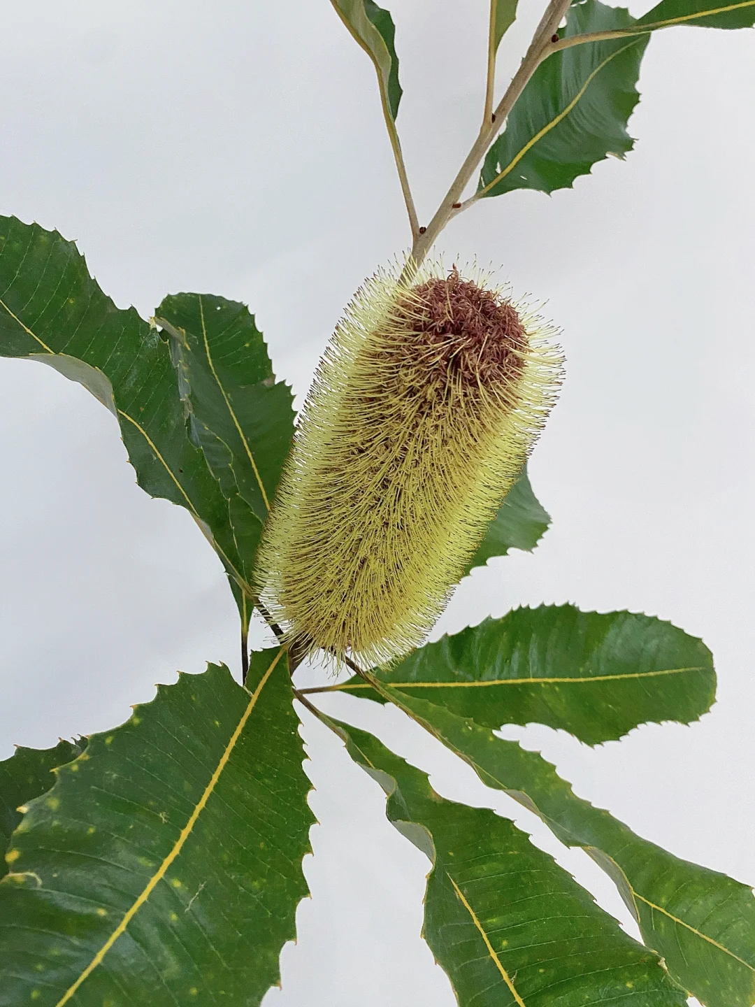 带你每天认识一种花材174｜澳洲贝克斯