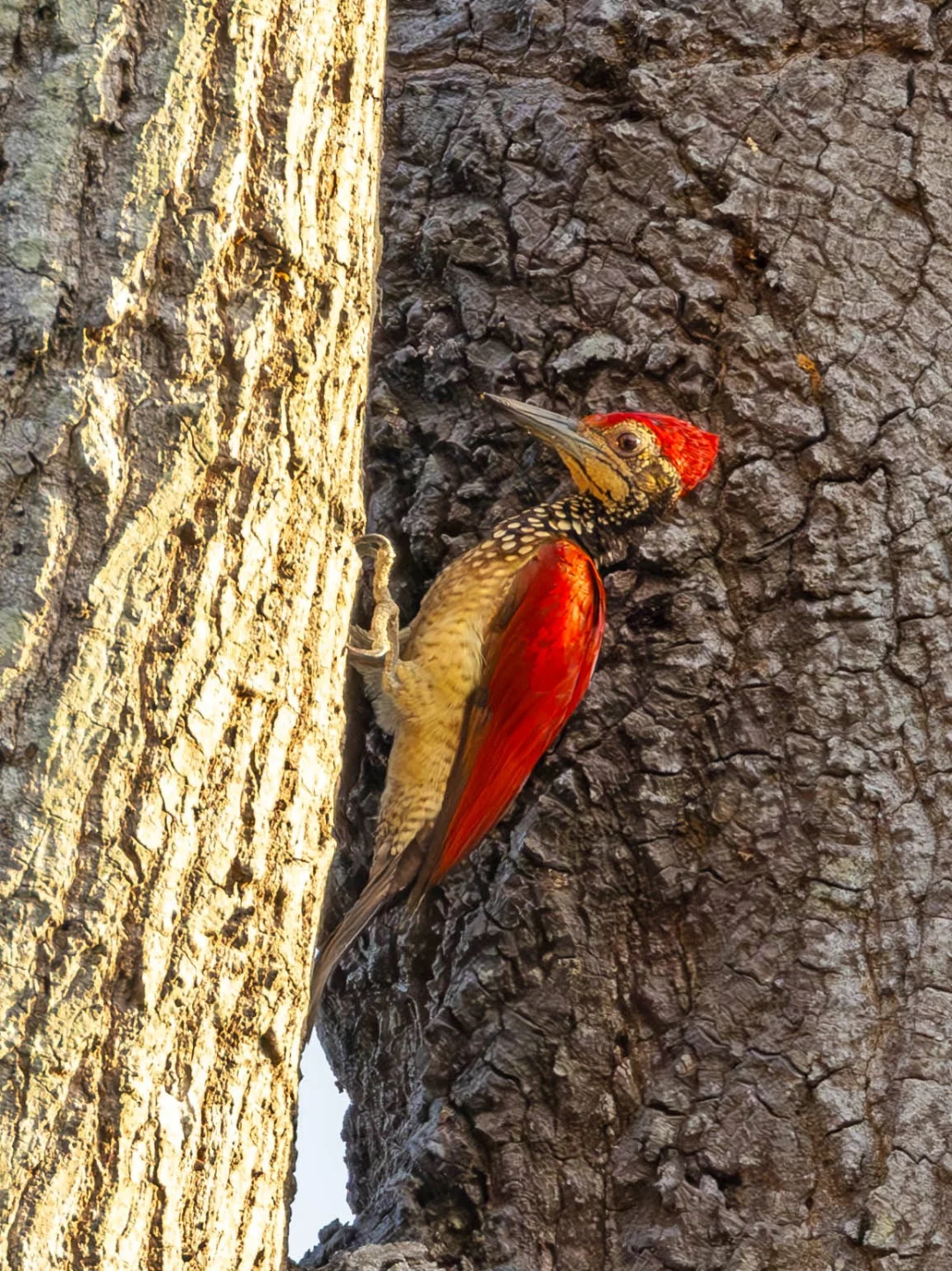 穿着烈焰大红袍的啄木鸟！