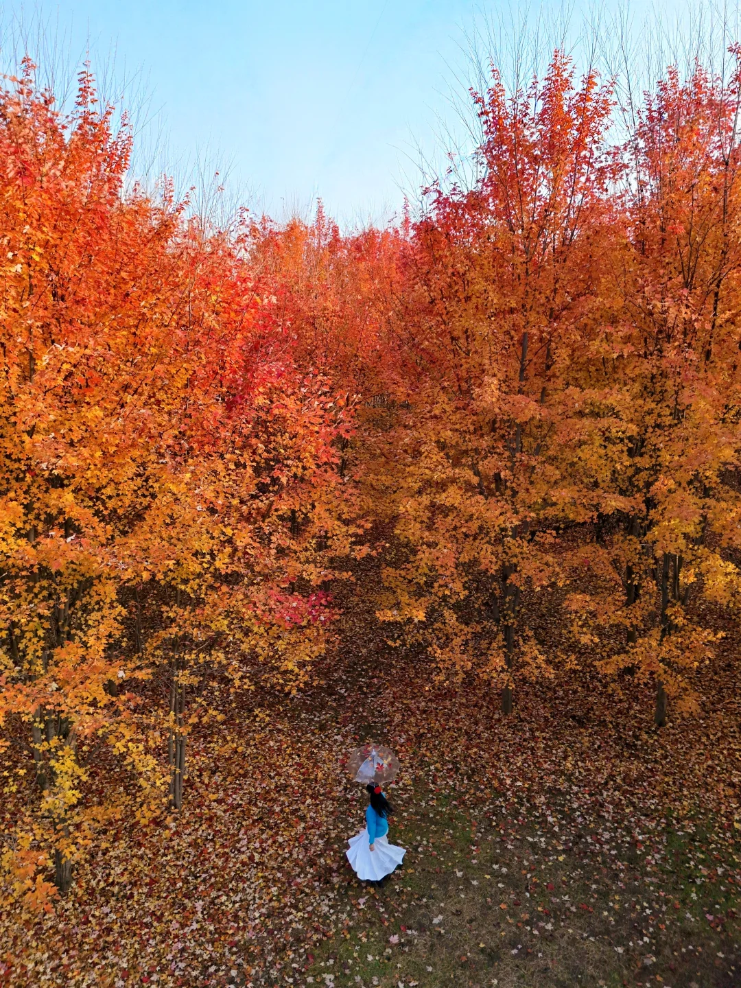 10.28天津最盛大的秋天已上线！枫叶林好美
