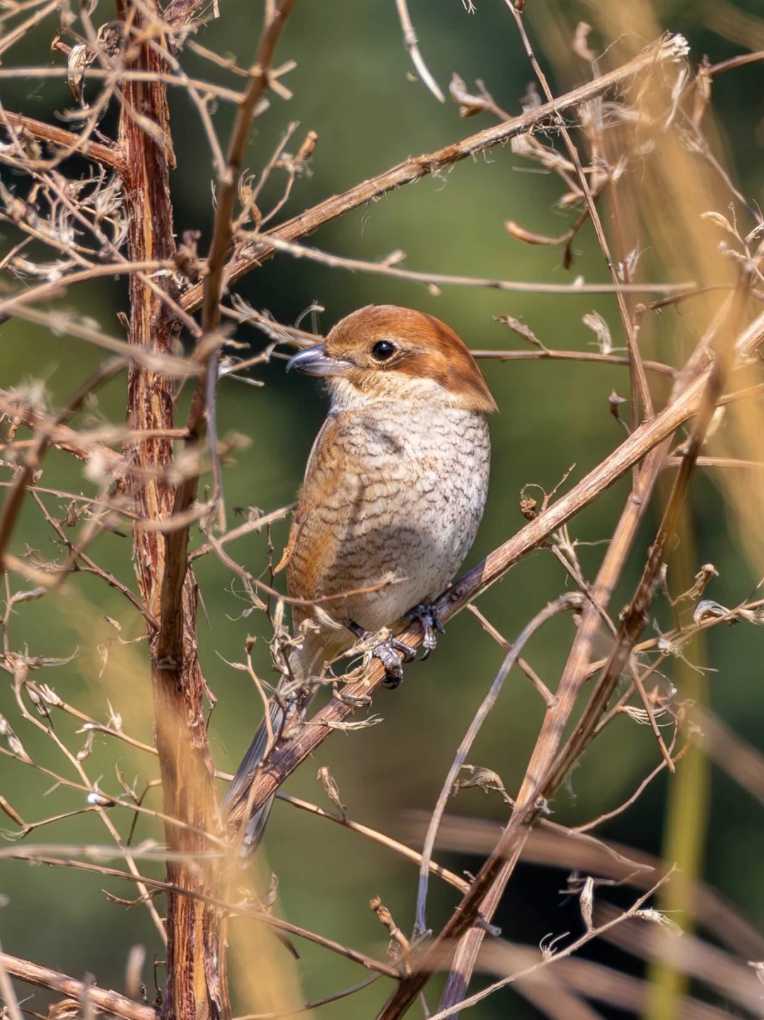 牛头伯劳不那么猛，还挺可爱的