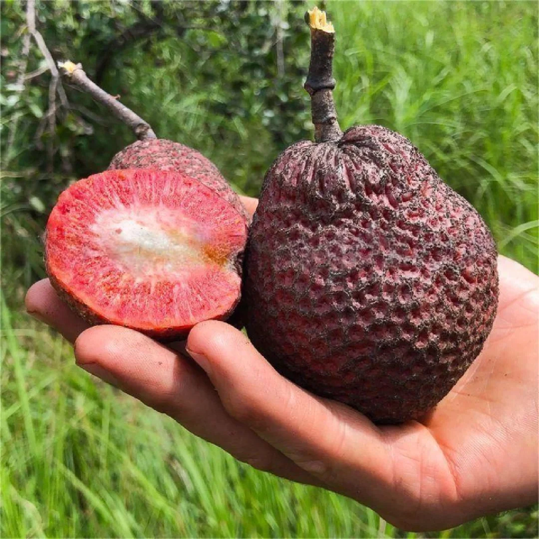 非洲桃Nauclea latifolia（African Peach）