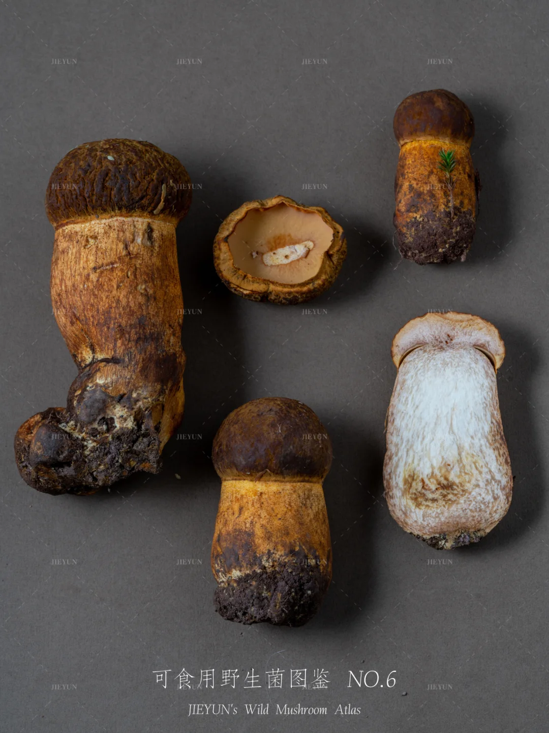 可食用野生菌图鉴NO.6 | 黄牛肝菌