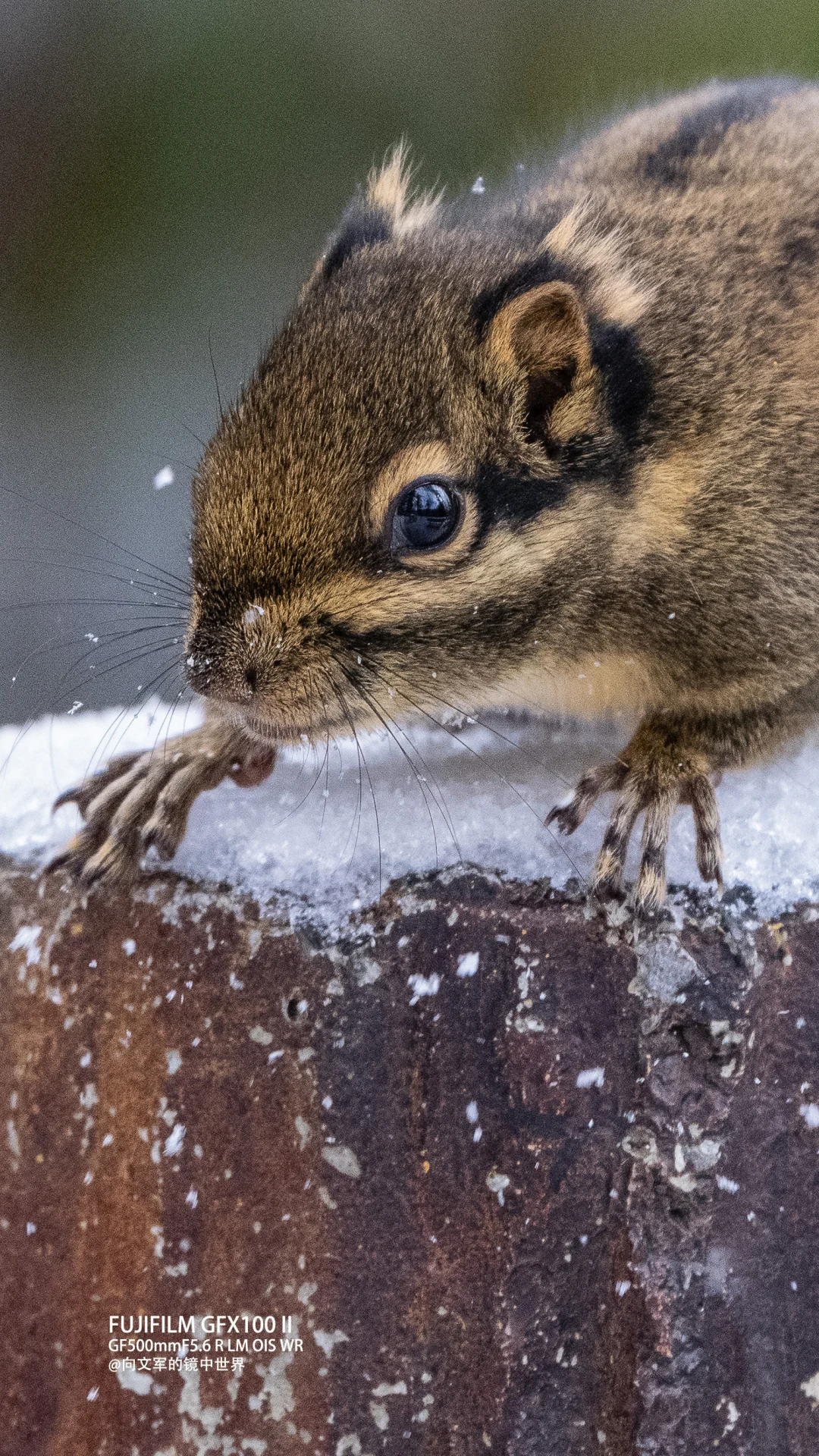 是哪的松鼠这么可爱！