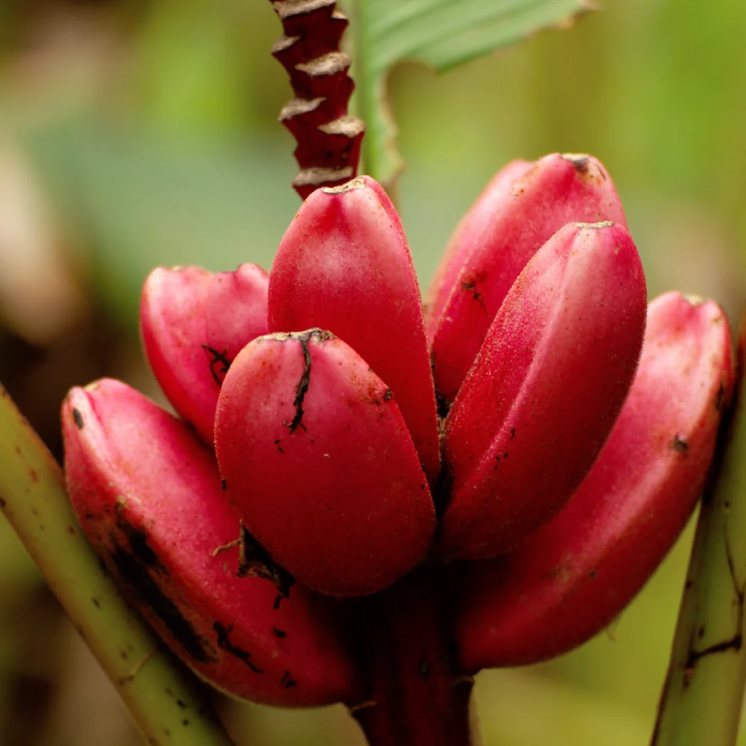 稀有水果～粉色天鹅绒香蕉Musa velutina