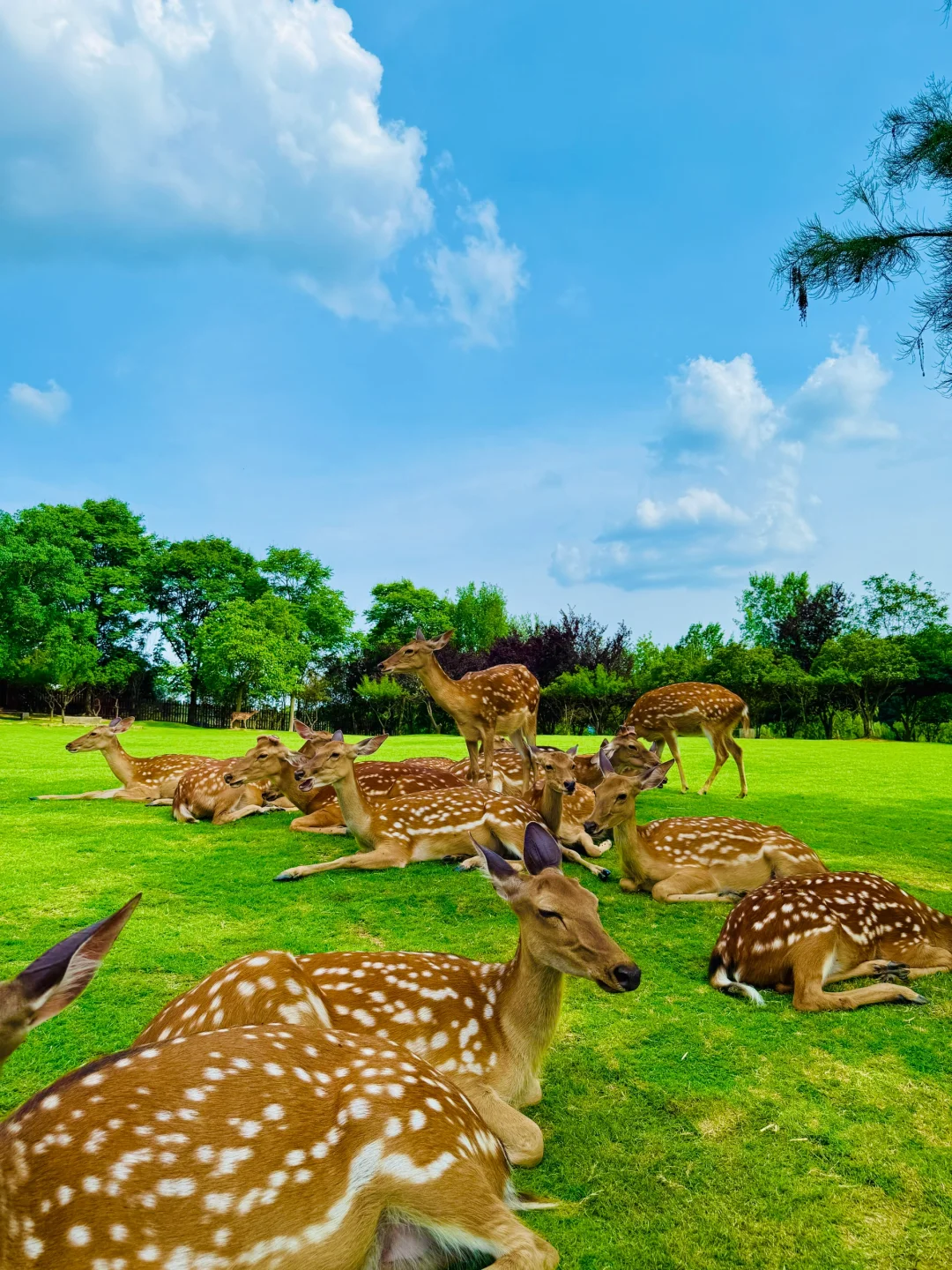 明孝陵免费得起早！（不花钱看鹿攻略）