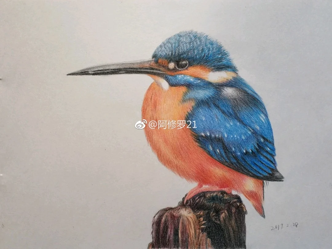 彩铅临摹，翠鸟。三福+高尔乐彩铅纸。
