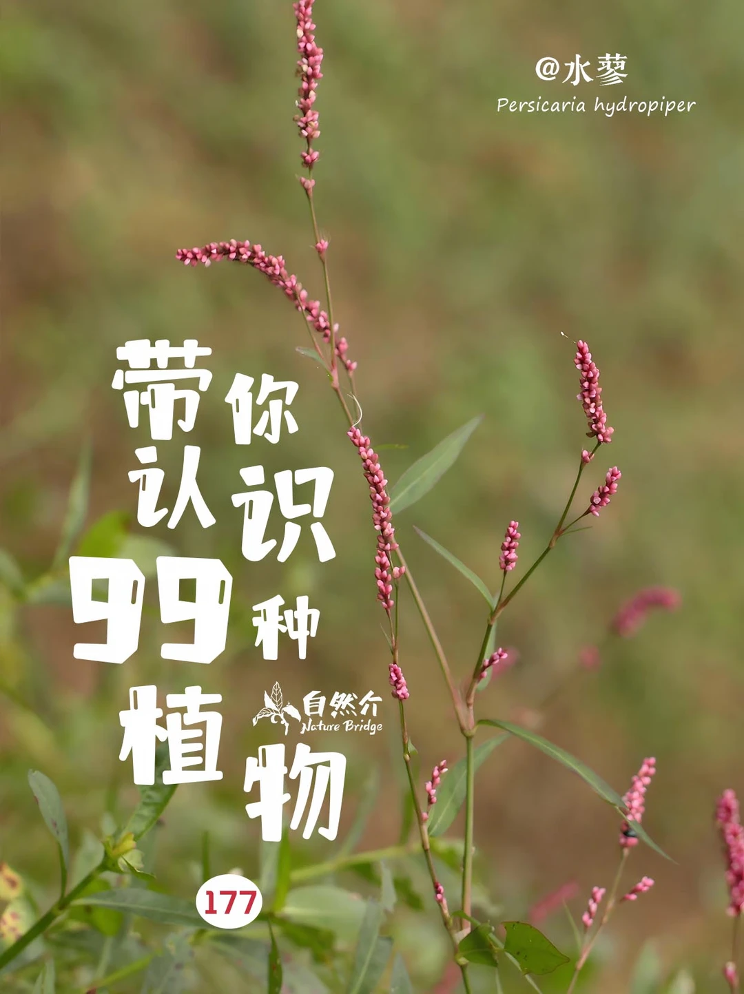 带你认识99种植物–水蓼