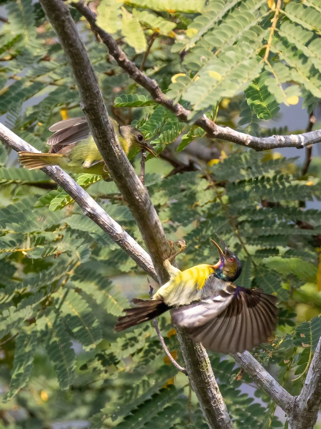 褐喉食蜜鸟丈夫被妻子踢下去的瞬间！