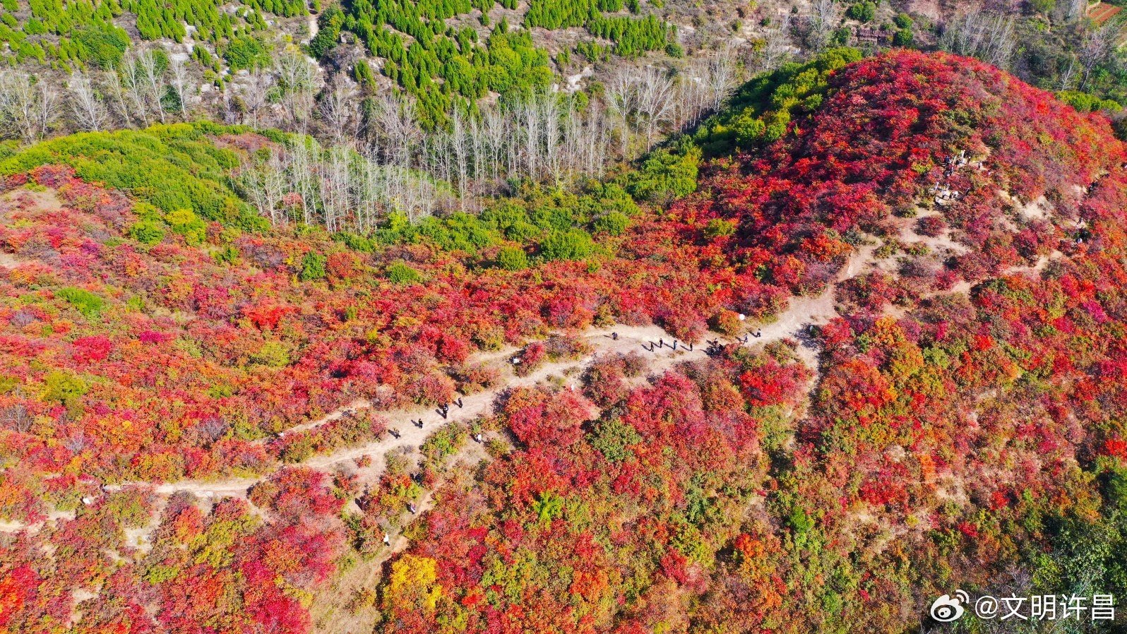 深秋时节，禹州市鸠山镇天垌村栗子园沟，漫山黄栌次第泛红，吸引众多游客前来观光打卡。图为10月13日，游客在禹州市鸠山镇天垌村栗子园沟观赏红叶（无人机照片）。牛书培 摄 ​