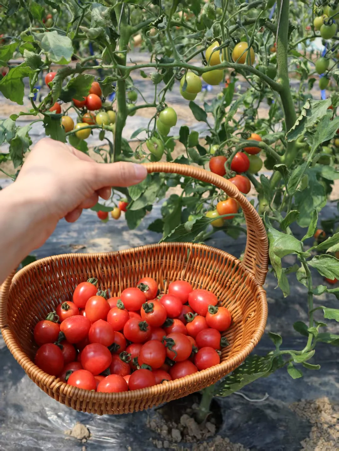 海宁春日限定｜闯入森系农场小确幸