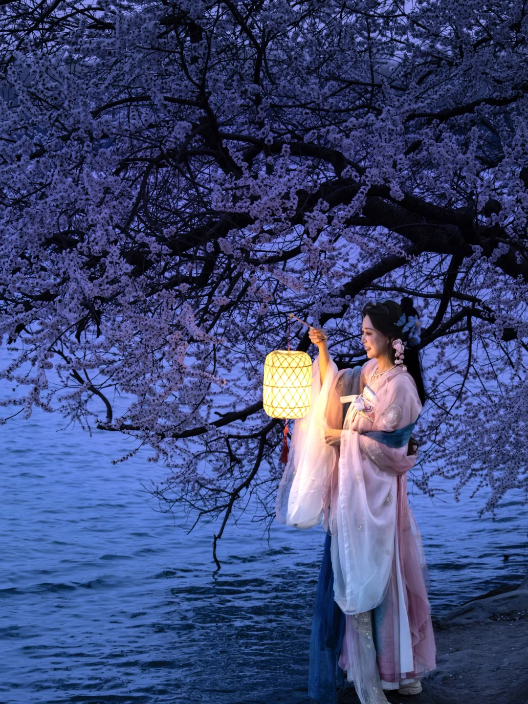 千万不要错过！2026颐和园西堤的夜色山桃！