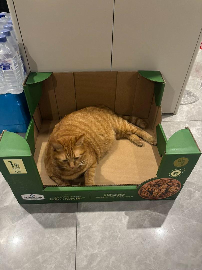 山姆大床房，17 斤的小猫也宽敞得很 ​