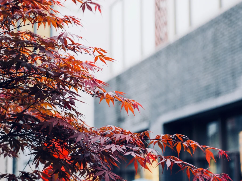 安徽最美古街，文艺还不要门票