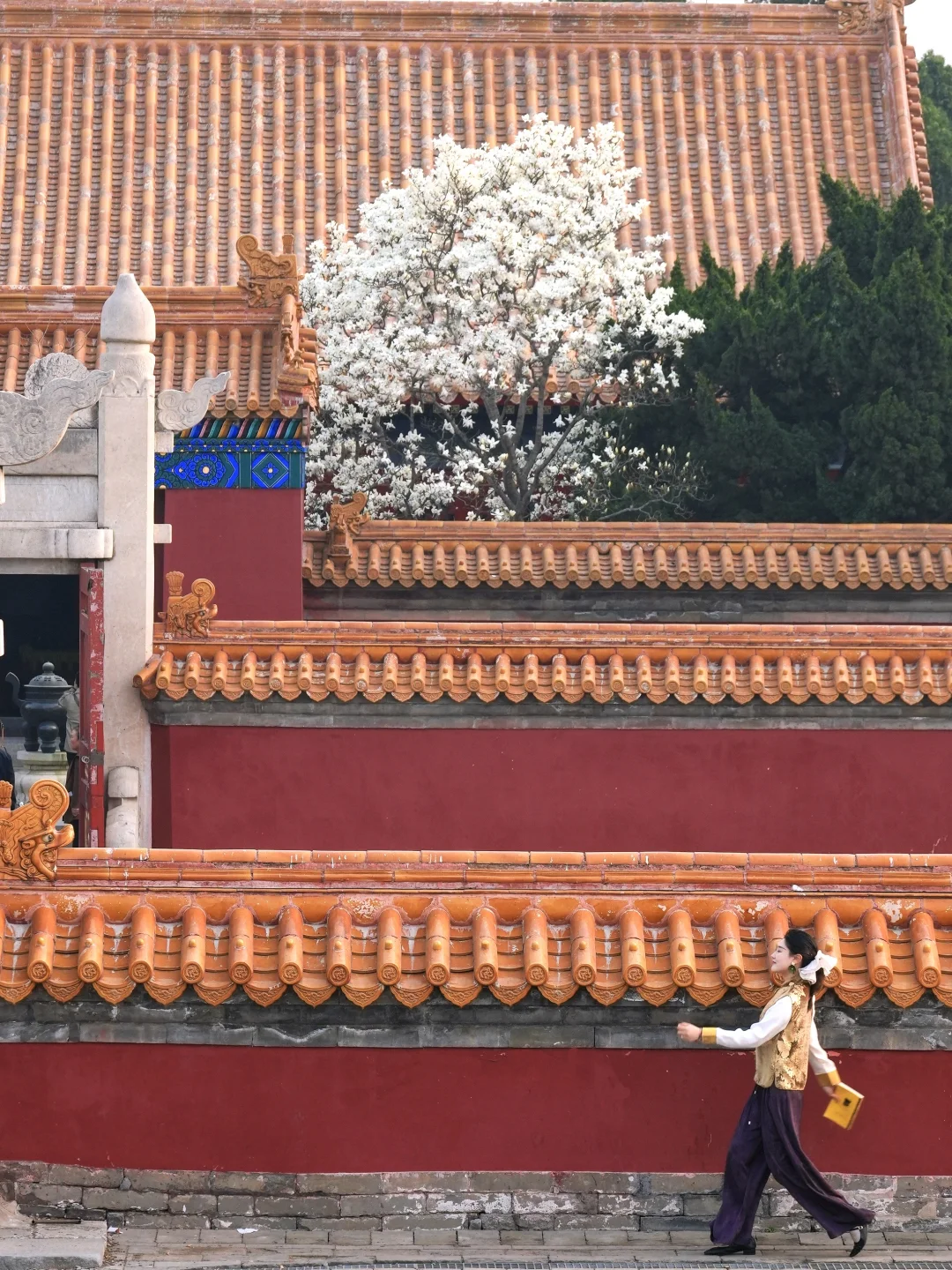 3.27实拍🍃红墙金瓦白玉兰，中式浪漫上线！！