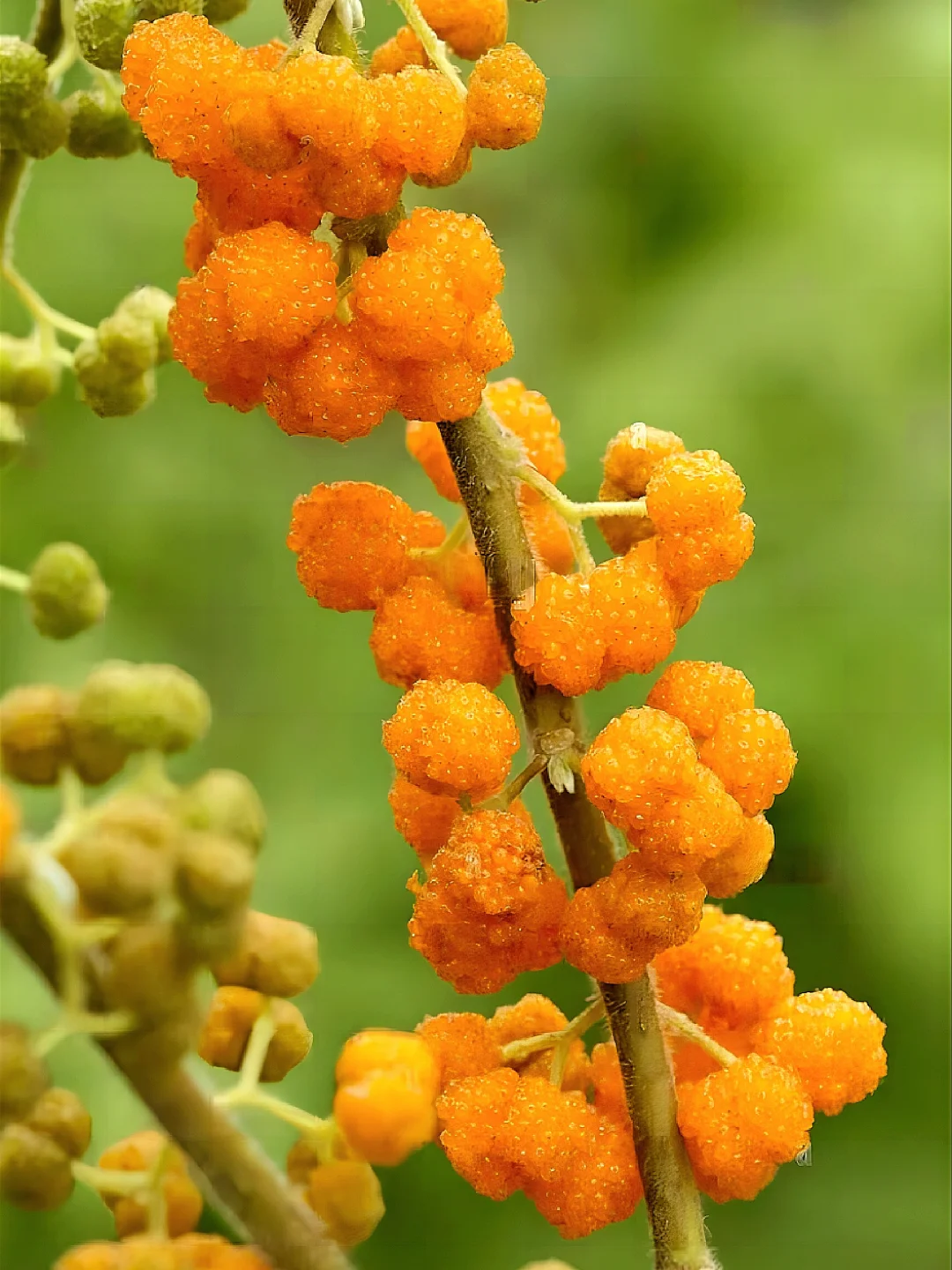 东方神奇浆果～水麻Debregeasia orientalis