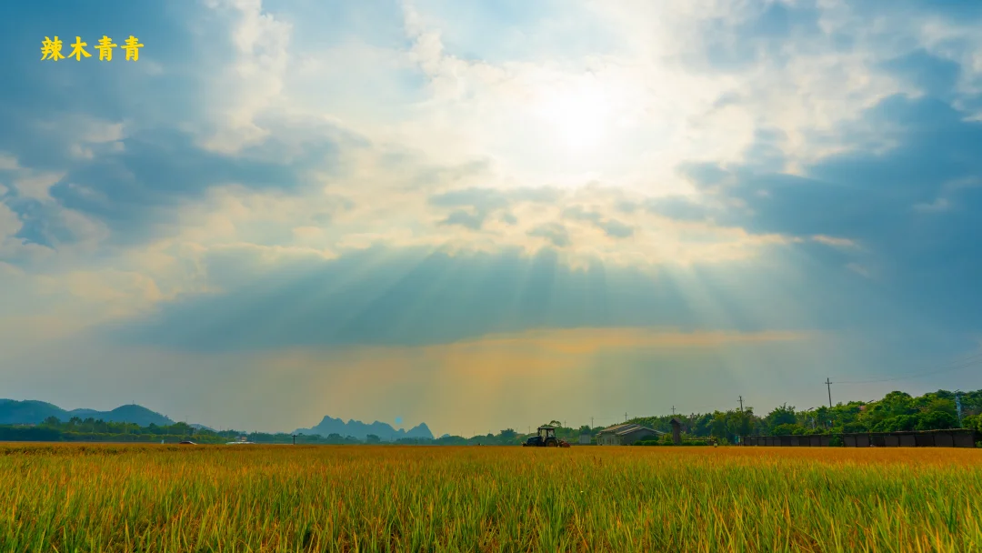今天，世界粮食日