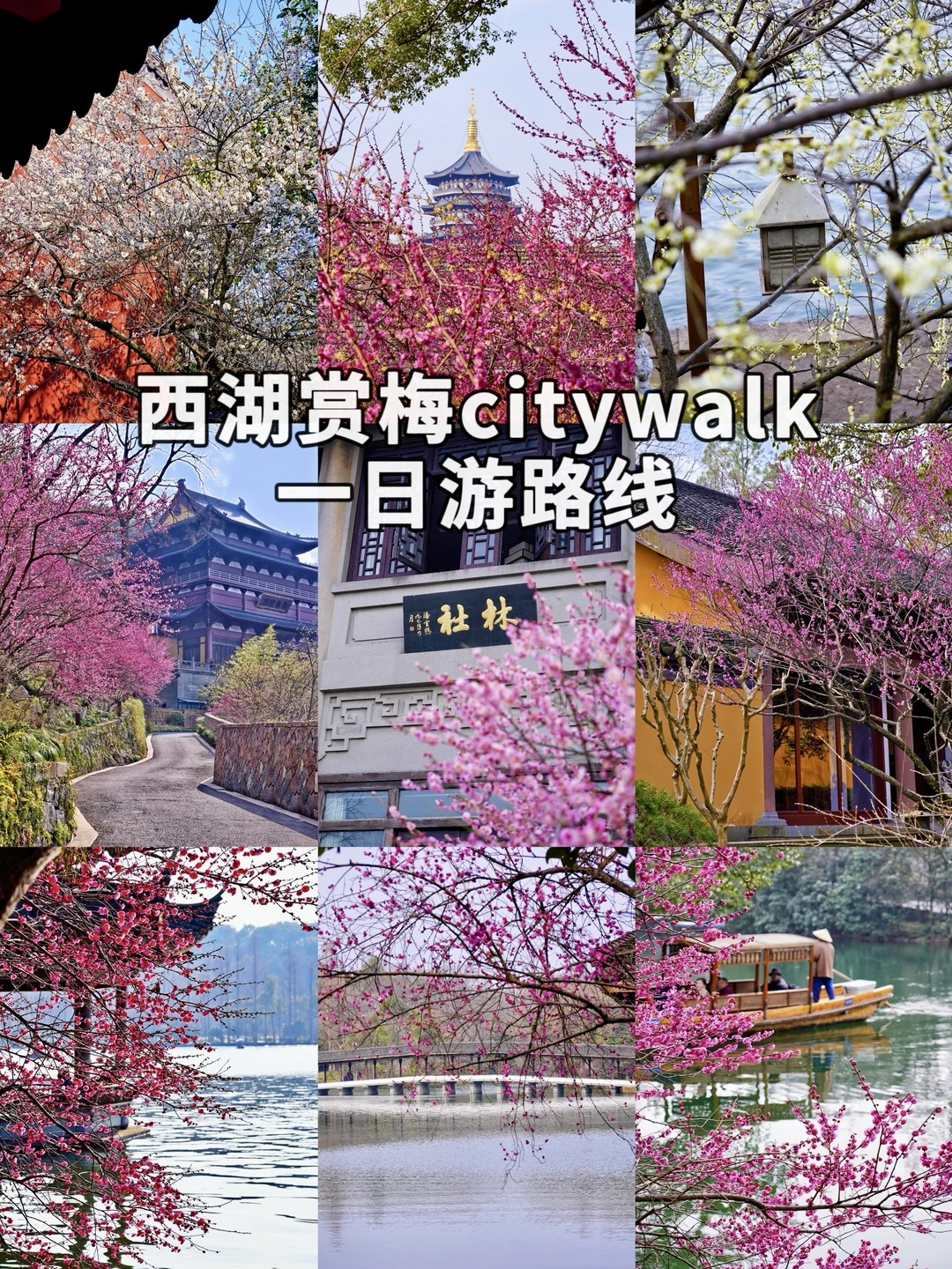 西湖赏梅Citywalk❗️❗️附轻松一日游路线🌸