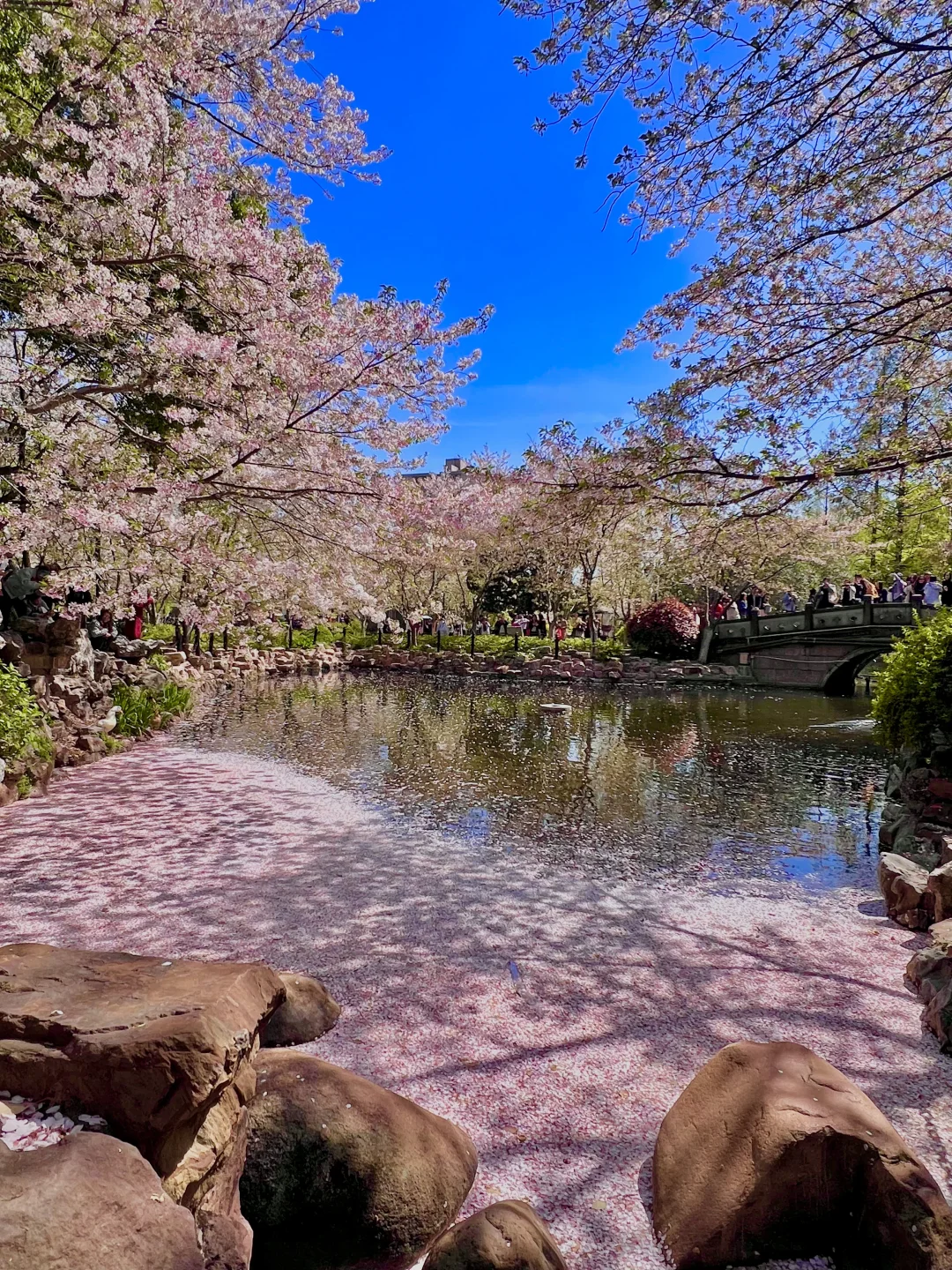 4.7实况live！🌸鲁迅公园的樱花雨已封神！