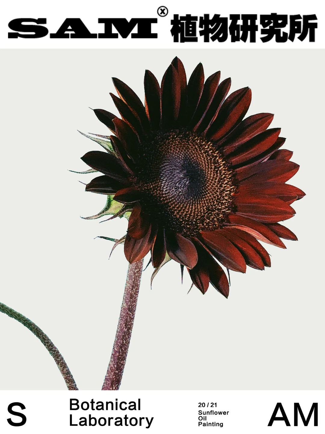 油画向日葵｜Sunflower Oil Painting