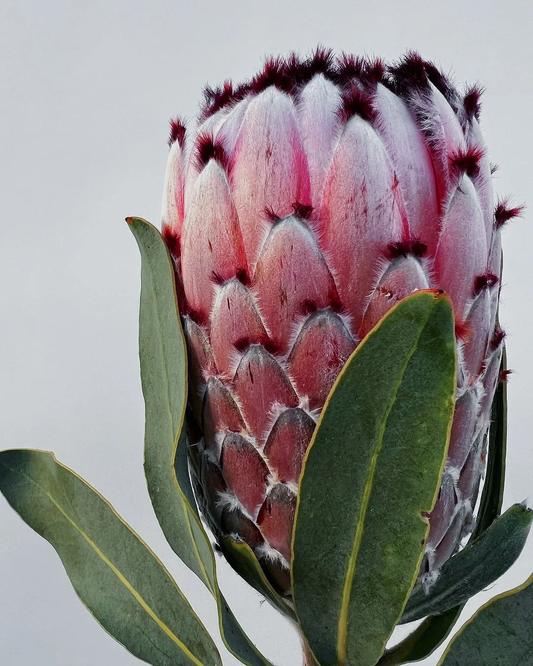 带你每天认识一种花材168｜南非公主