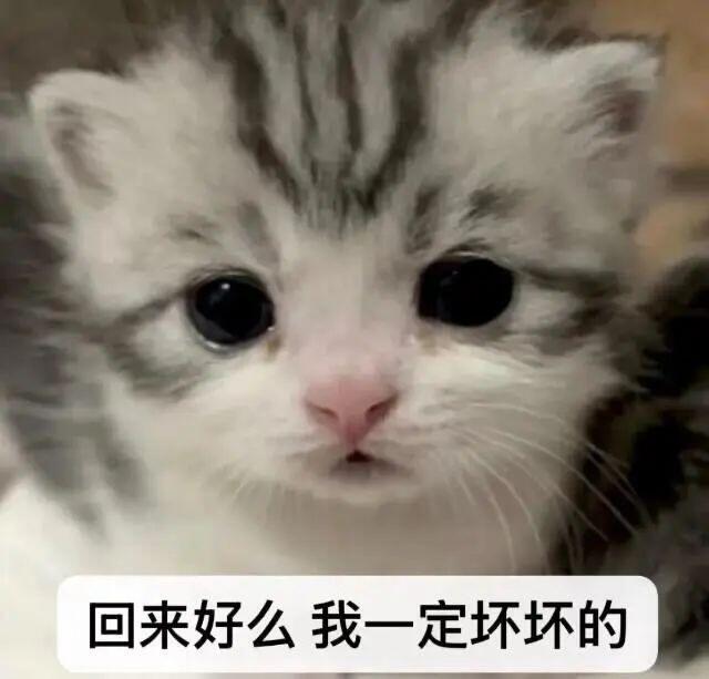 猫meme文字表情包～