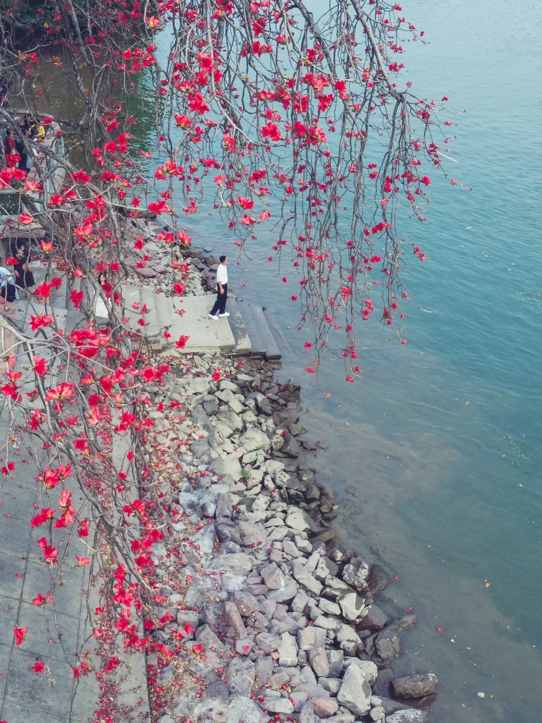 盛开了200年的木棉花，是广东蕞网红的春景！